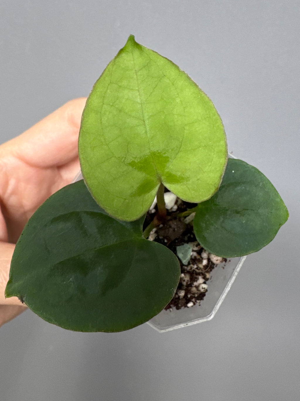 Anthurium Besseae aff. x RVDP