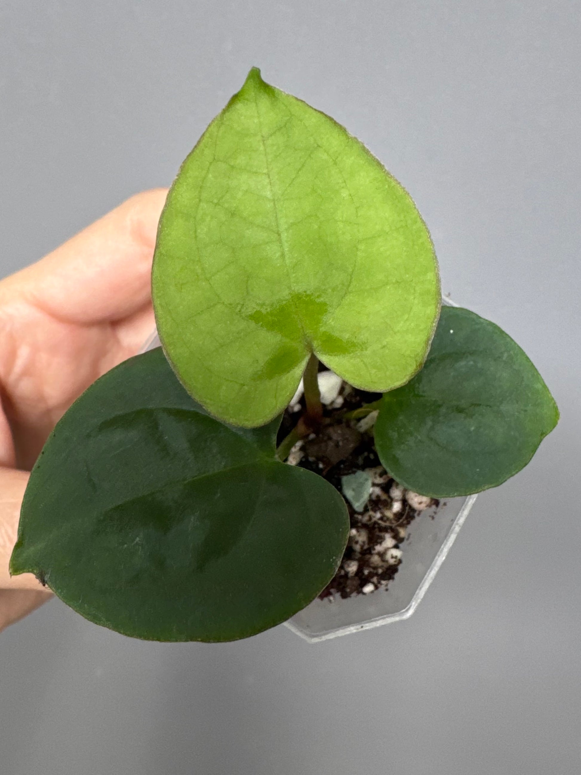 Anthurium Besseae aff. x RVDP