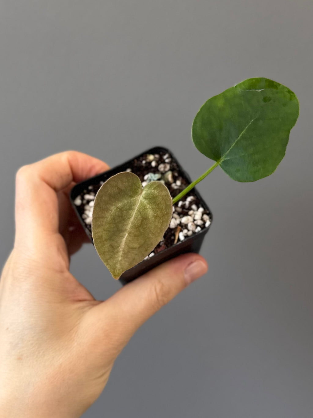 Anthurium forgetii x carlablackiae