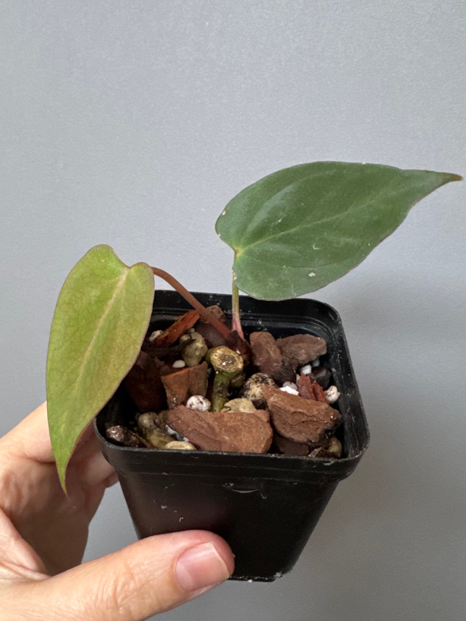 (Midnight Velvet x Red Studd) x NSE CarlaX (#1)