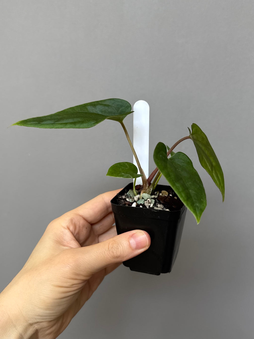 Anthurium (BVEP x Kuna) x (BVEP RxF x F) by thelonelysanctuary