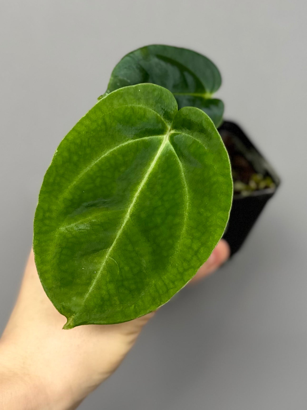 Anthurium NoID x besseae aff. long