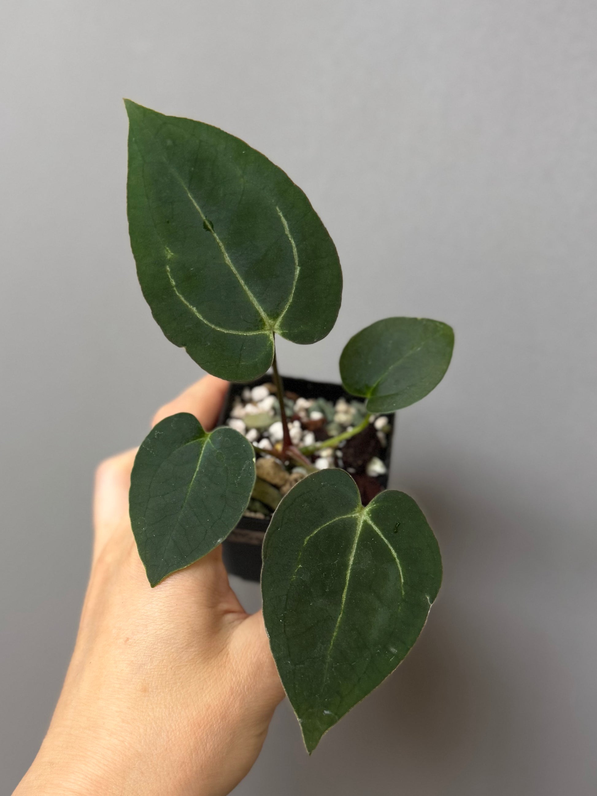 Anthurium (AOS x forgetii) x (NSE Red Crystallinum x Carlablackiae)