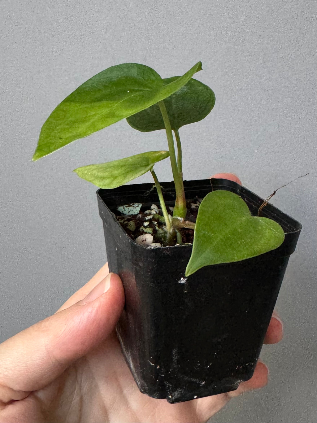 Anthurium AOS x forgetii dark