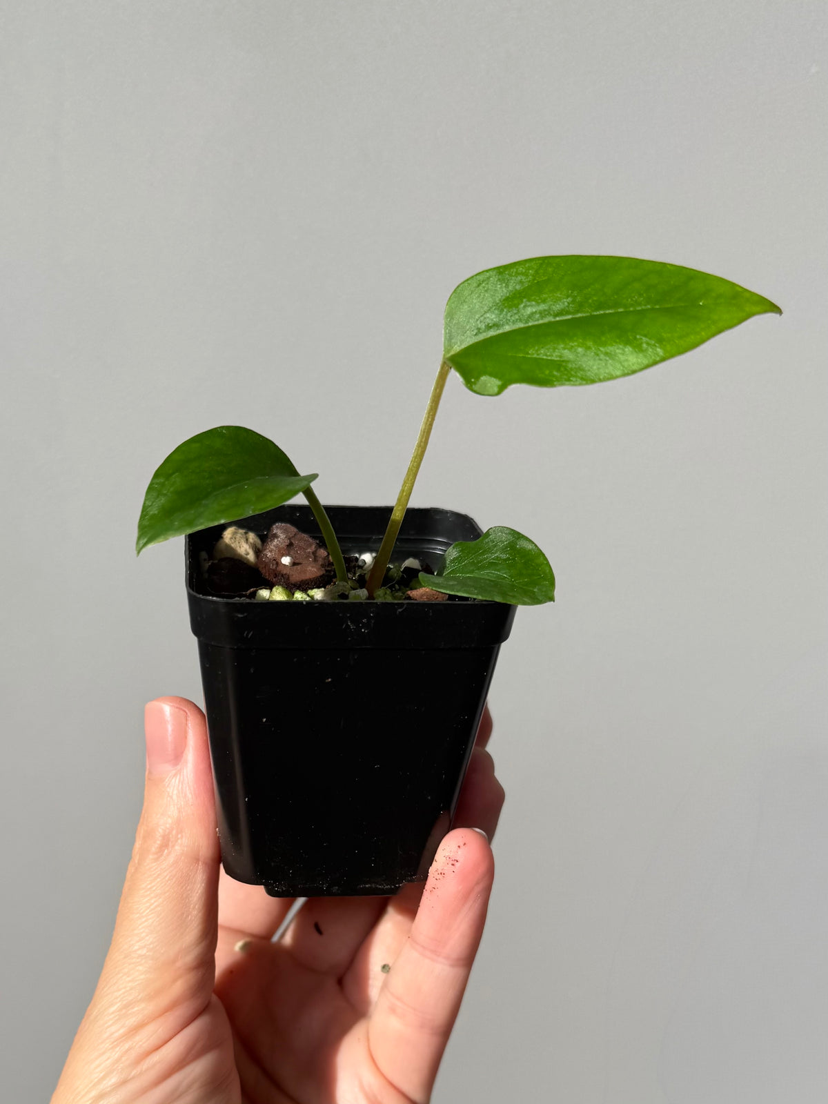Anthurium ((Carla x RG dressleri) x Mr. Worldwide / or Papillilaminum Daniel) x nigrolaminum Gigi