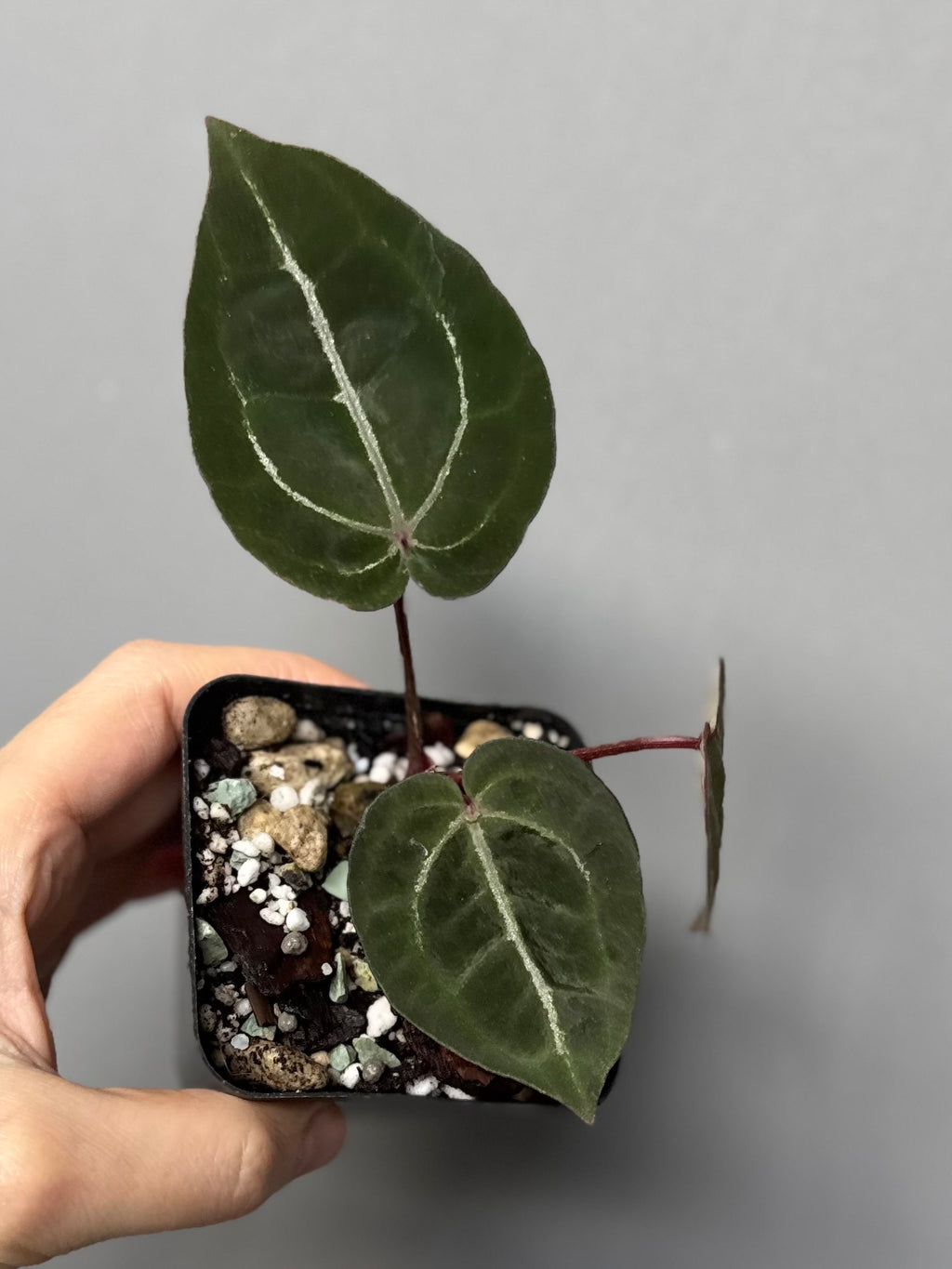 Anthurium Red Crystallinum NSE x Red Crystallinum Tezula