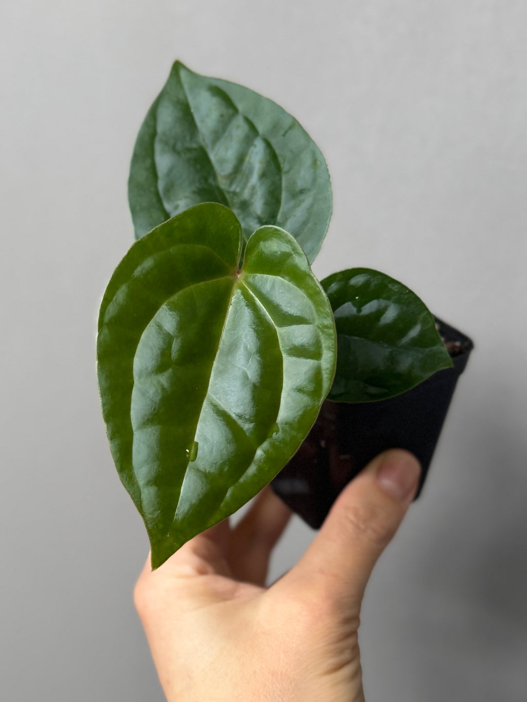 Anthurium ZxM x luxurians