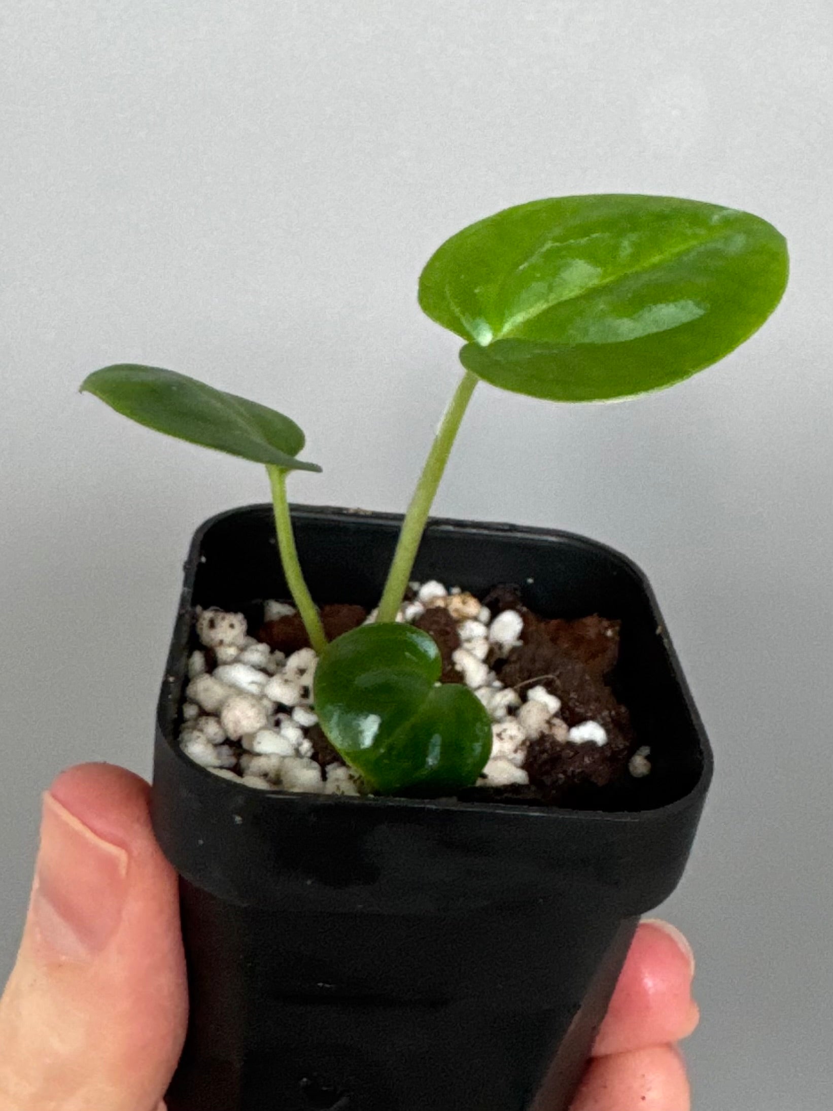 Forgetii Hybrid x  (AOS x Carlablackiae)