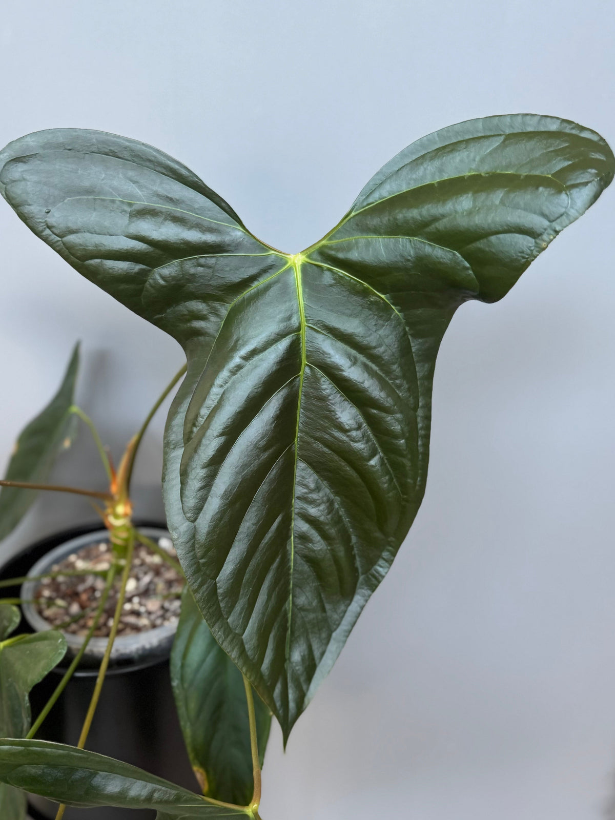 **NEW** Anthurium (Subsignatum x Papillilaminum ‚Marie‘) x ((Besseae aff. x BVEP) x Besseae aff. ‚wide sinus‘) - germinated seeds