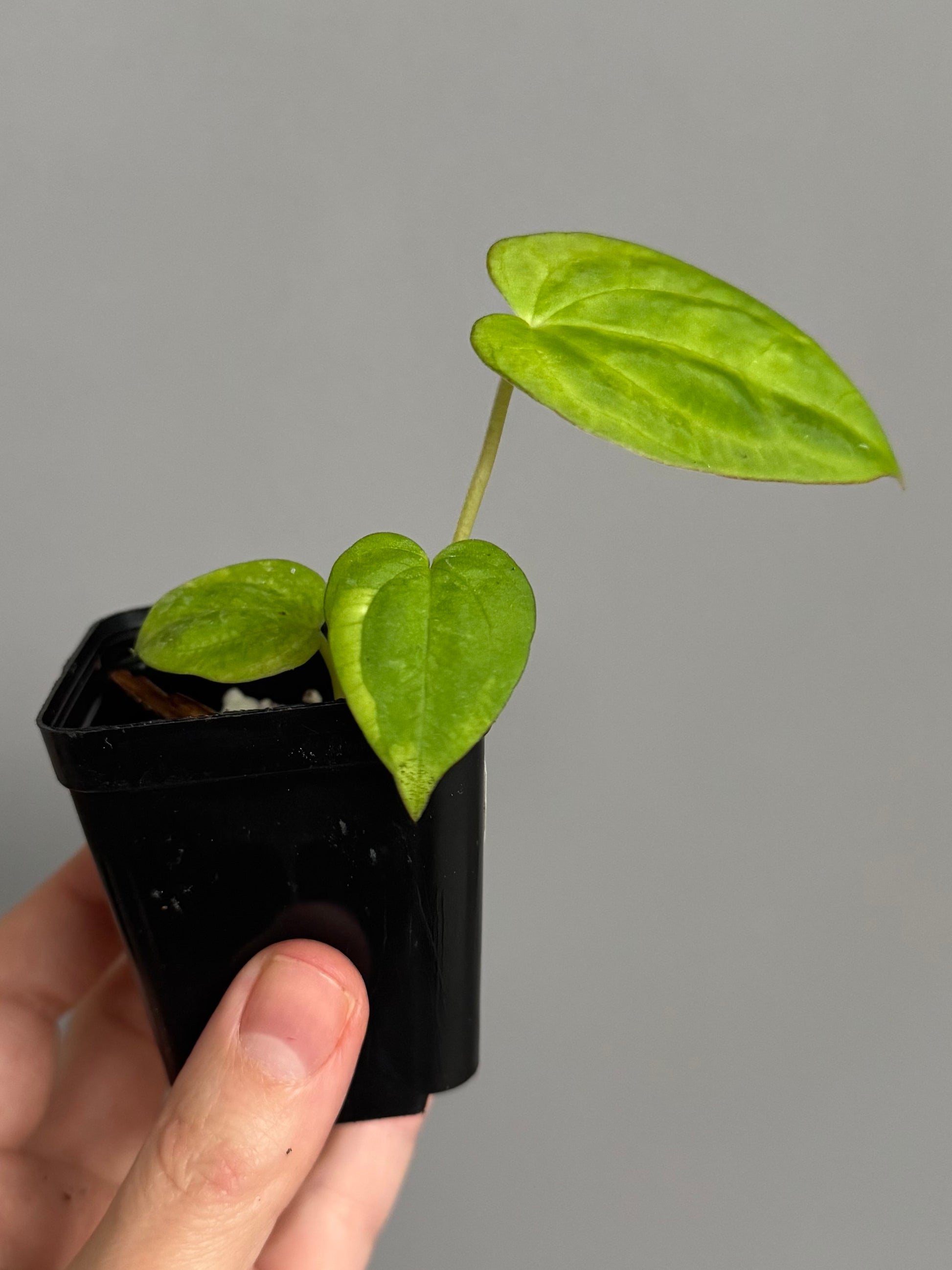 Anthurium PapillilaminumX