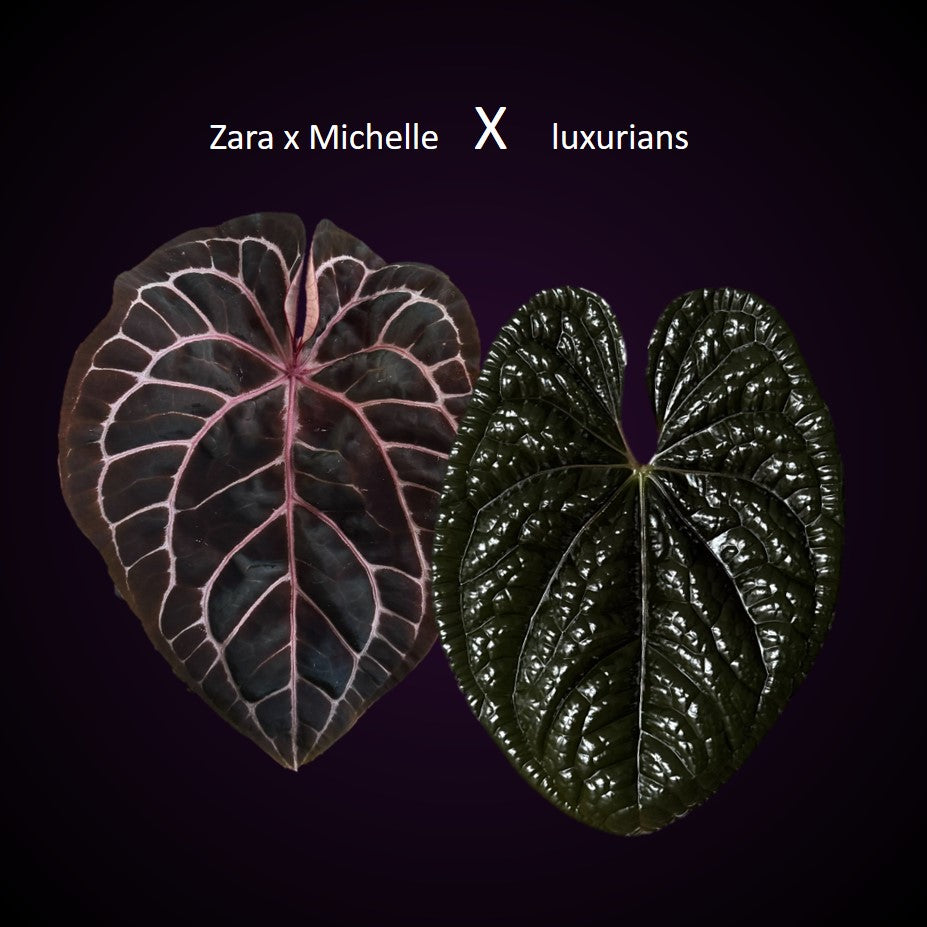 *Birthday SPECIAL* Anthurium Red Crystallinum Hybrid Set