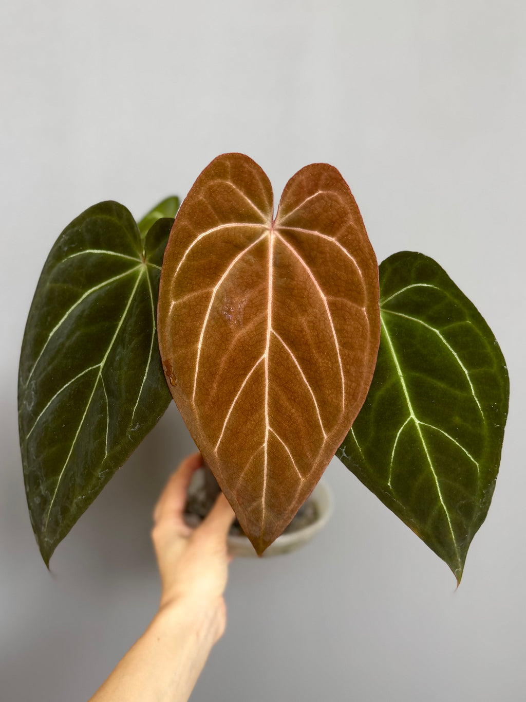 Crystallinum X (Red Crystallinum x NSE Portillae)