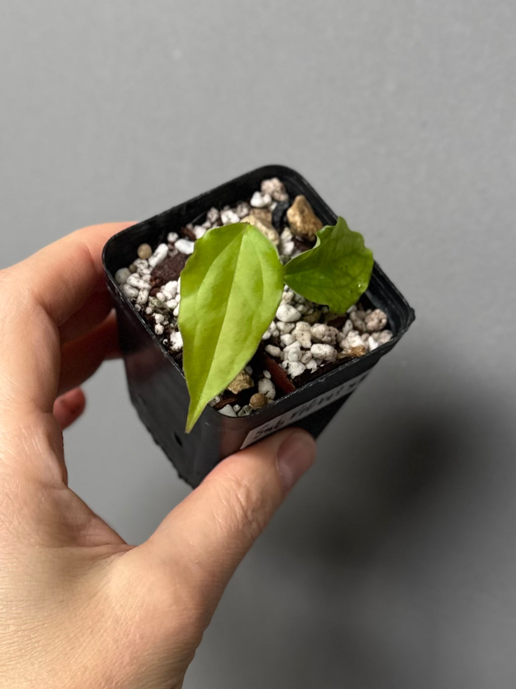 Anthurium Subsignatum Velvet x Ralph Lynam clone (#1) (by mathiuxaroid)