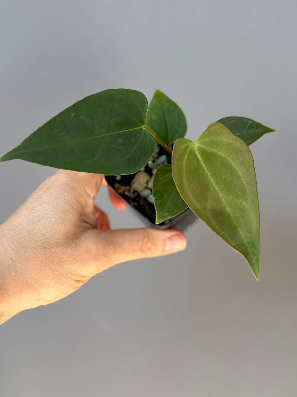 Anthurium Papillilaminum Hybrid xself