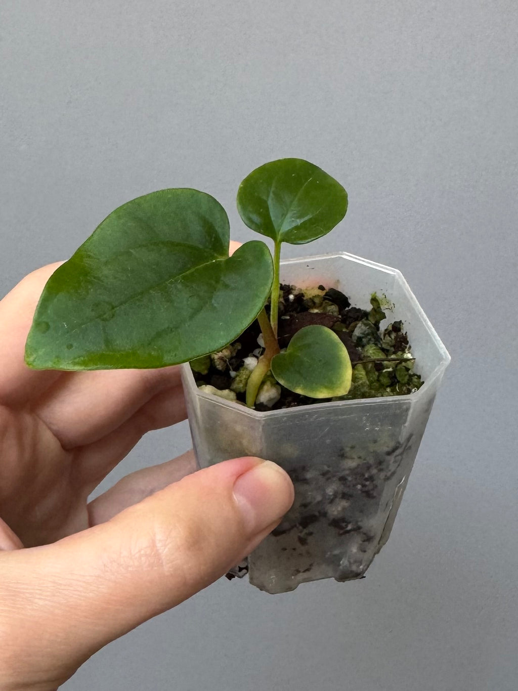 Anthurium carlablackiae Max2 (=select Wu1 xself) x debilis (maxaroids)
