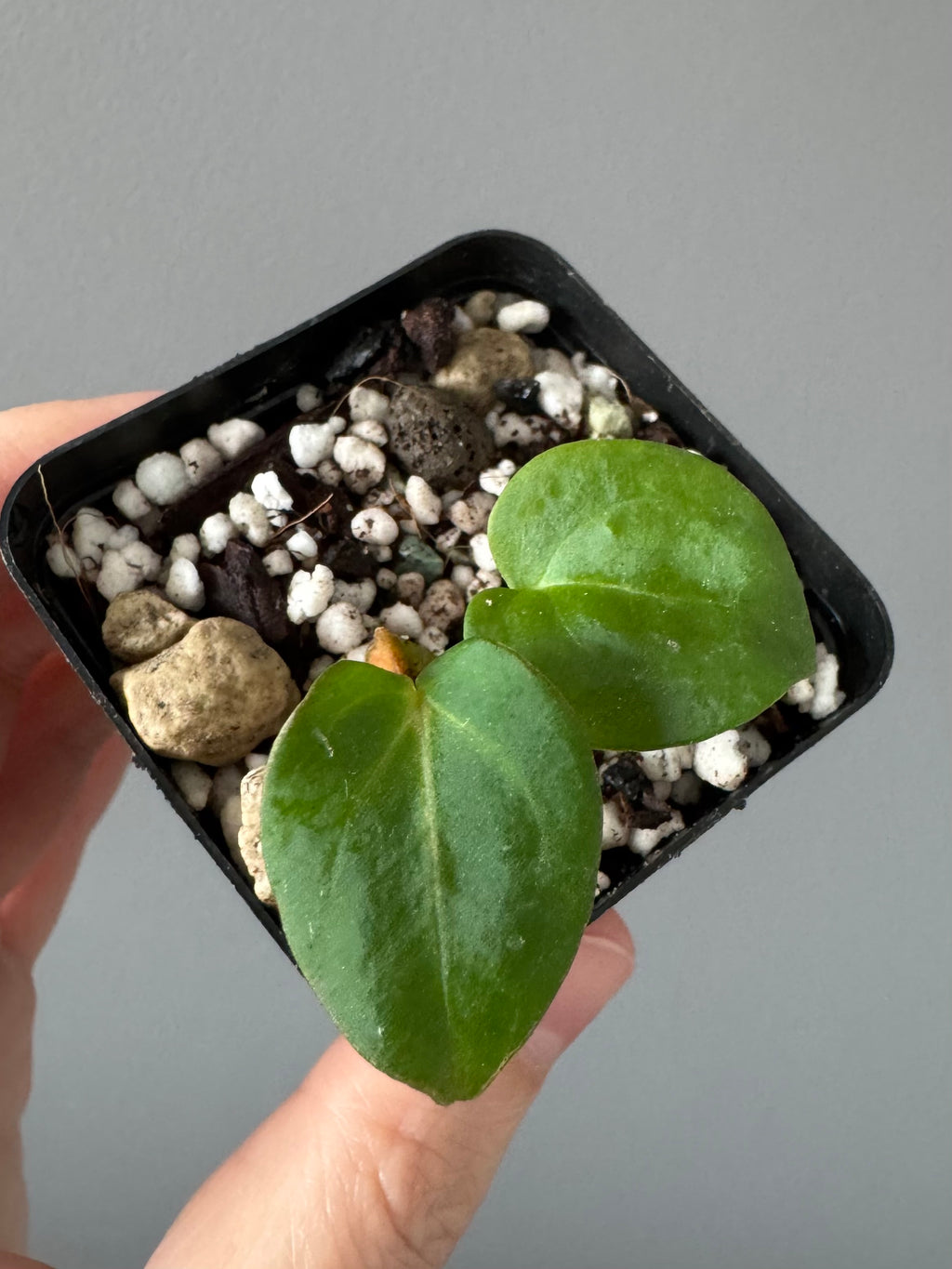 Anthurium Carlablackiae RA5x10 x open