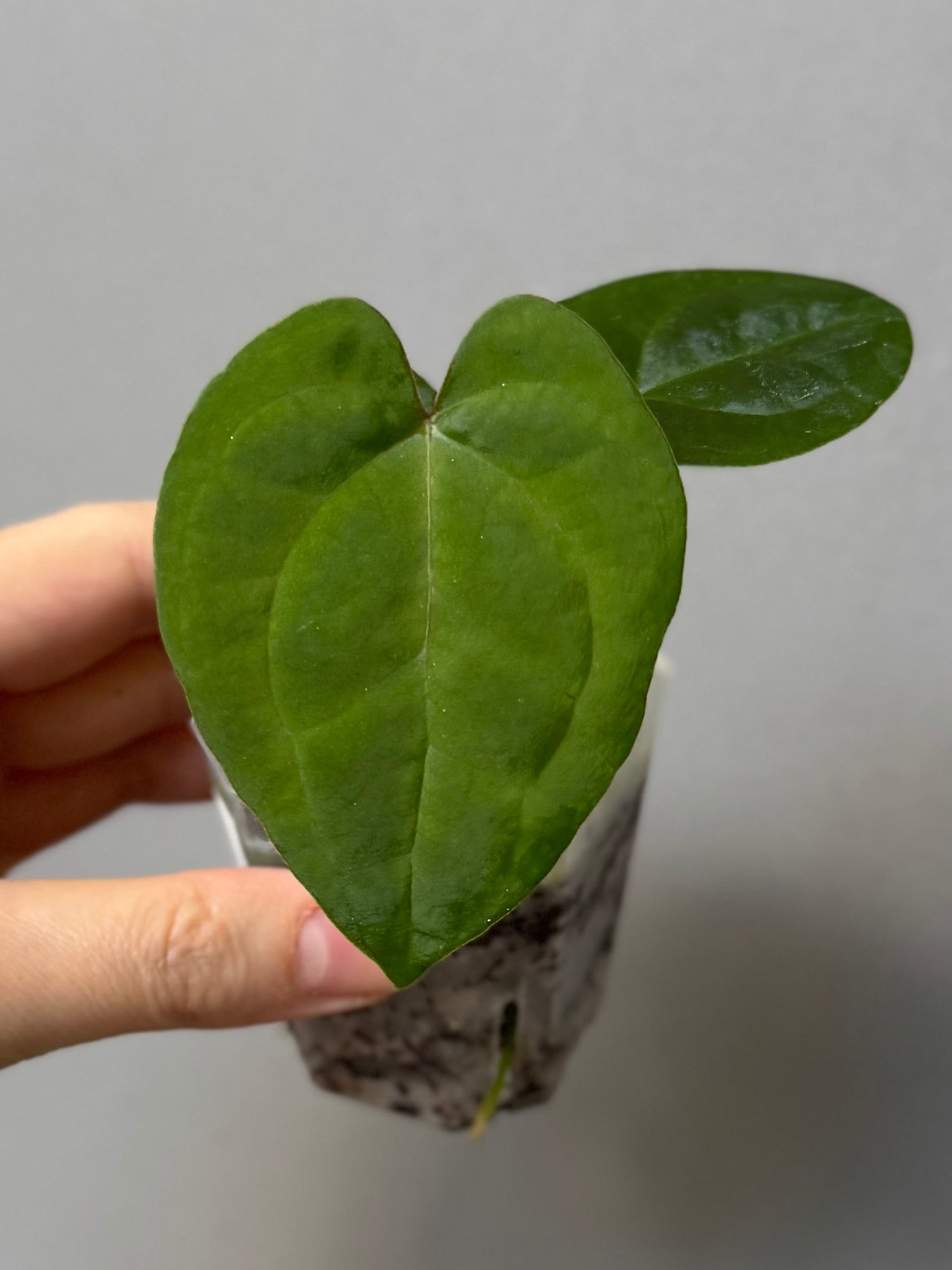 Anthurium (AOS x Carla) x RVDP