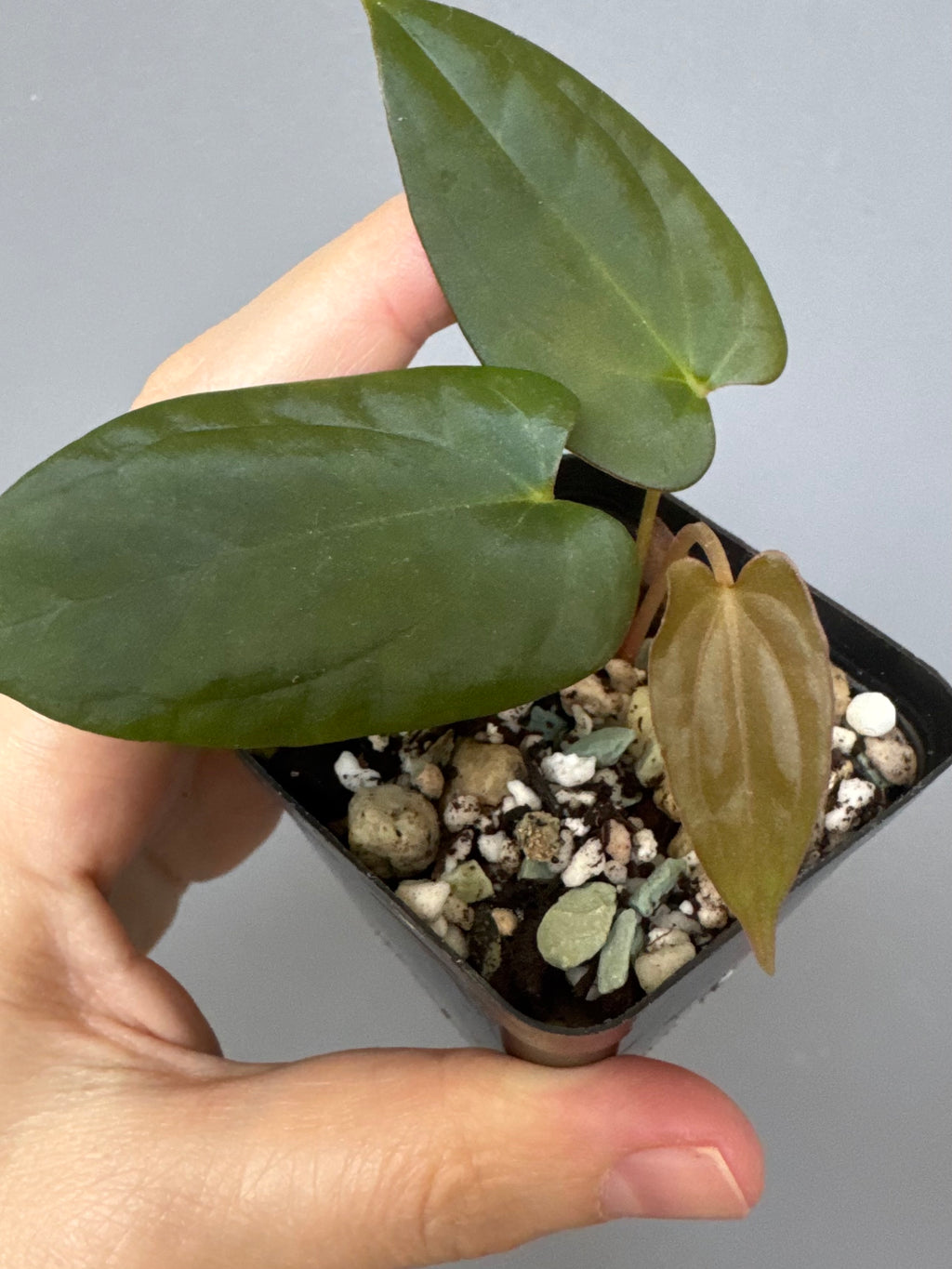 Anthurium Papillilaminum Fort Sherman x RG Dressleri (by thelonlysanctuary)