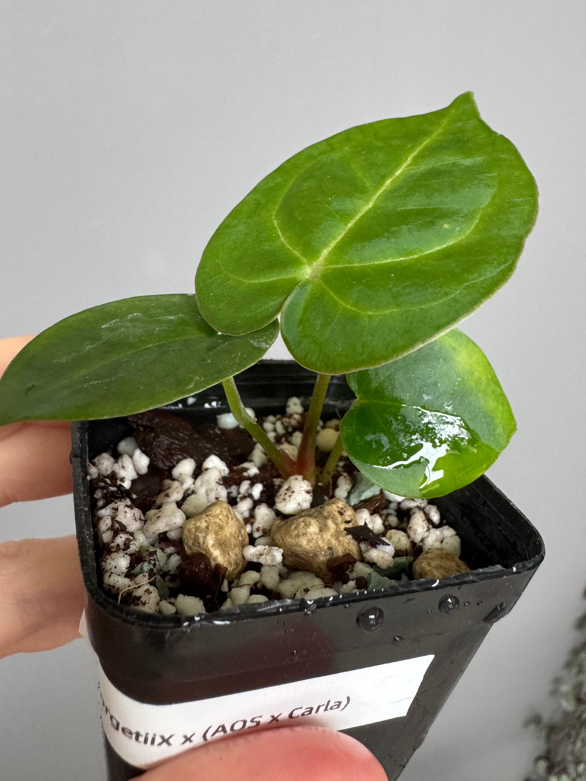 Forgetii Hybrid x  (AOS x Carlablackiae)