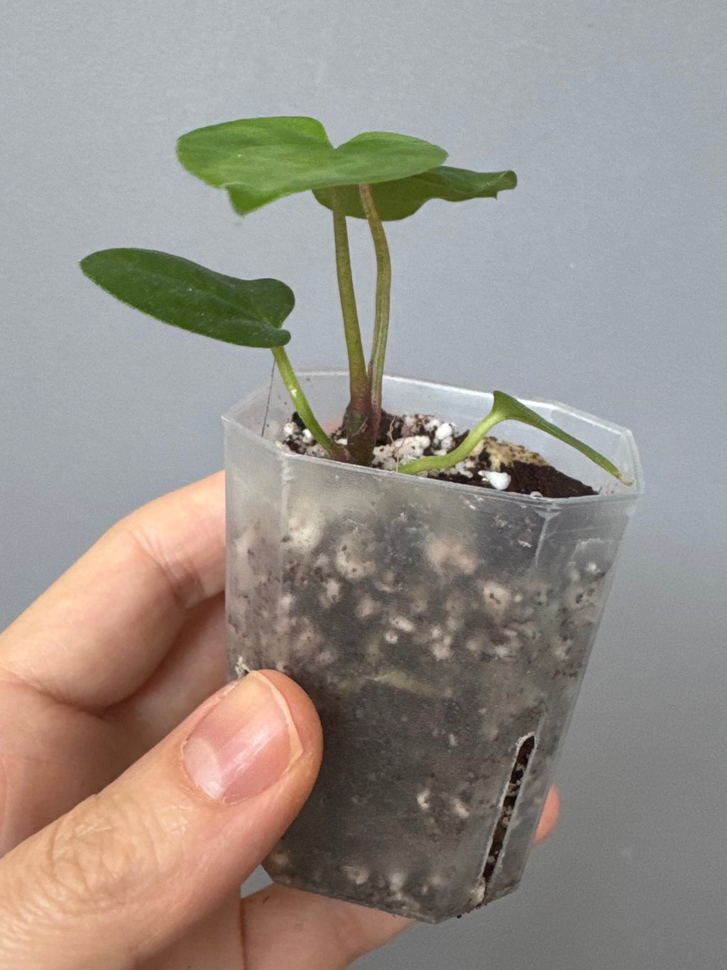 Midnight Velvet ‚Deep Ruby‘ clone