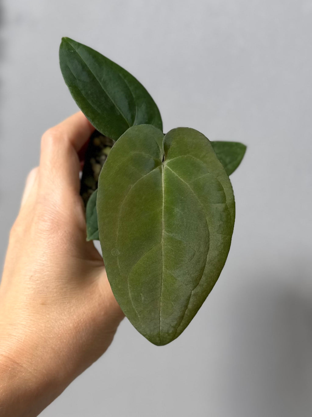 Anthurium (Crystallinum chocolate x BVEP) x BVEP OG1