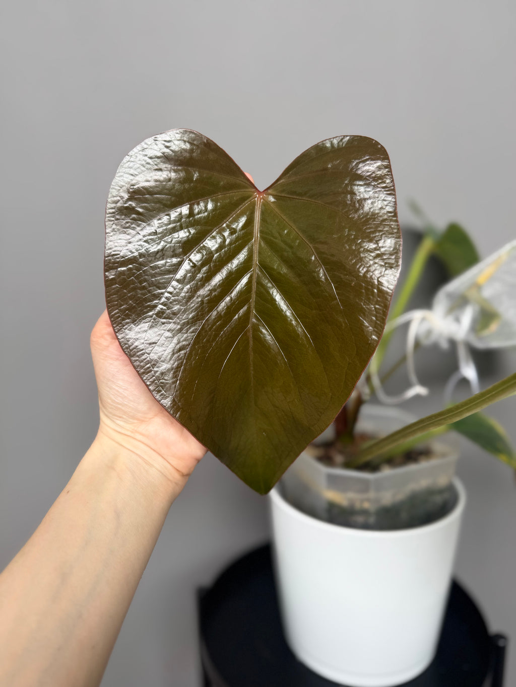 **NEW** Anthurium (AOS x forgetii) x Cerrocampanense - germinated seeds