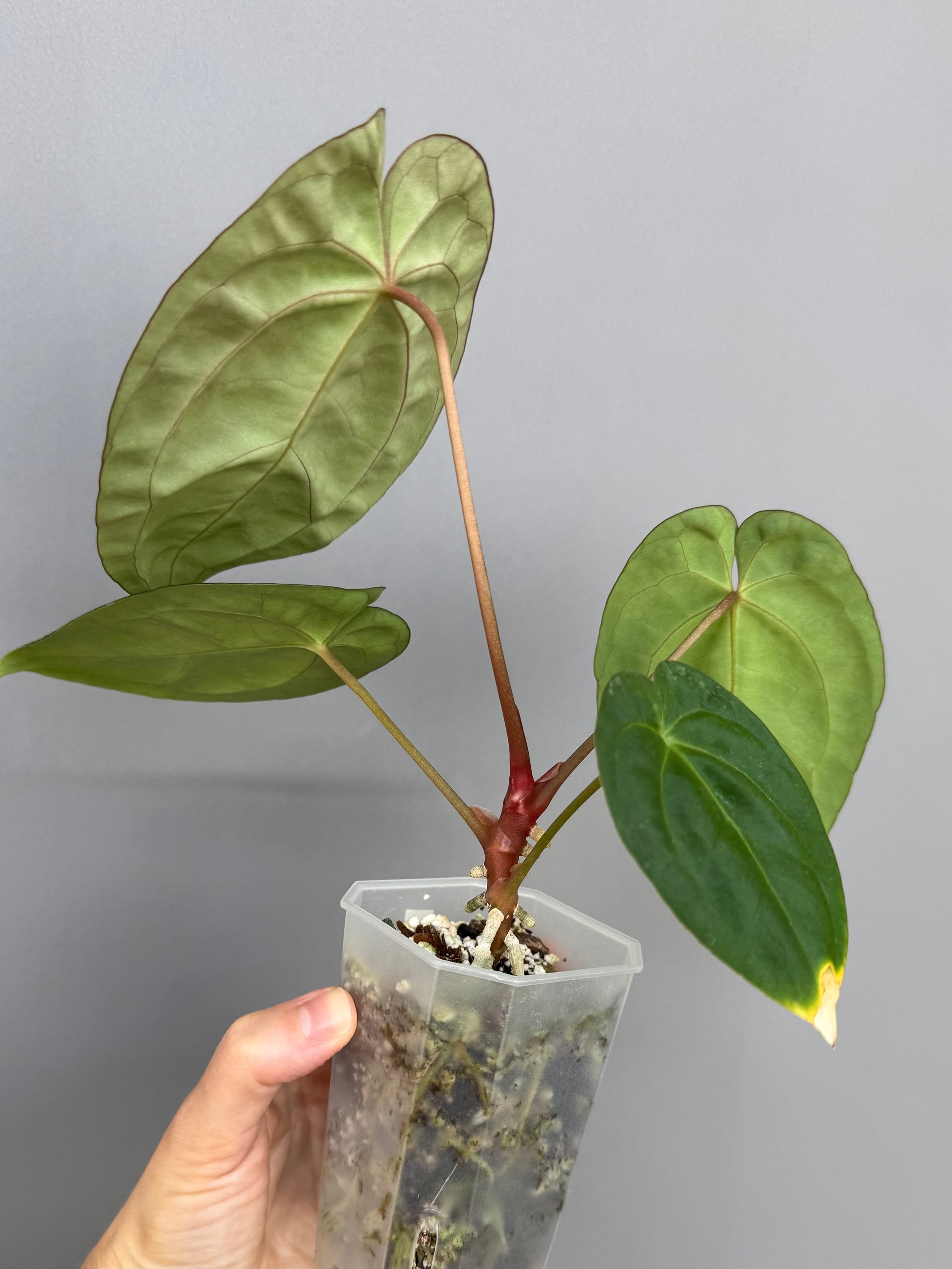 Anthurium papillilaminum x besseae aff. - Plant A