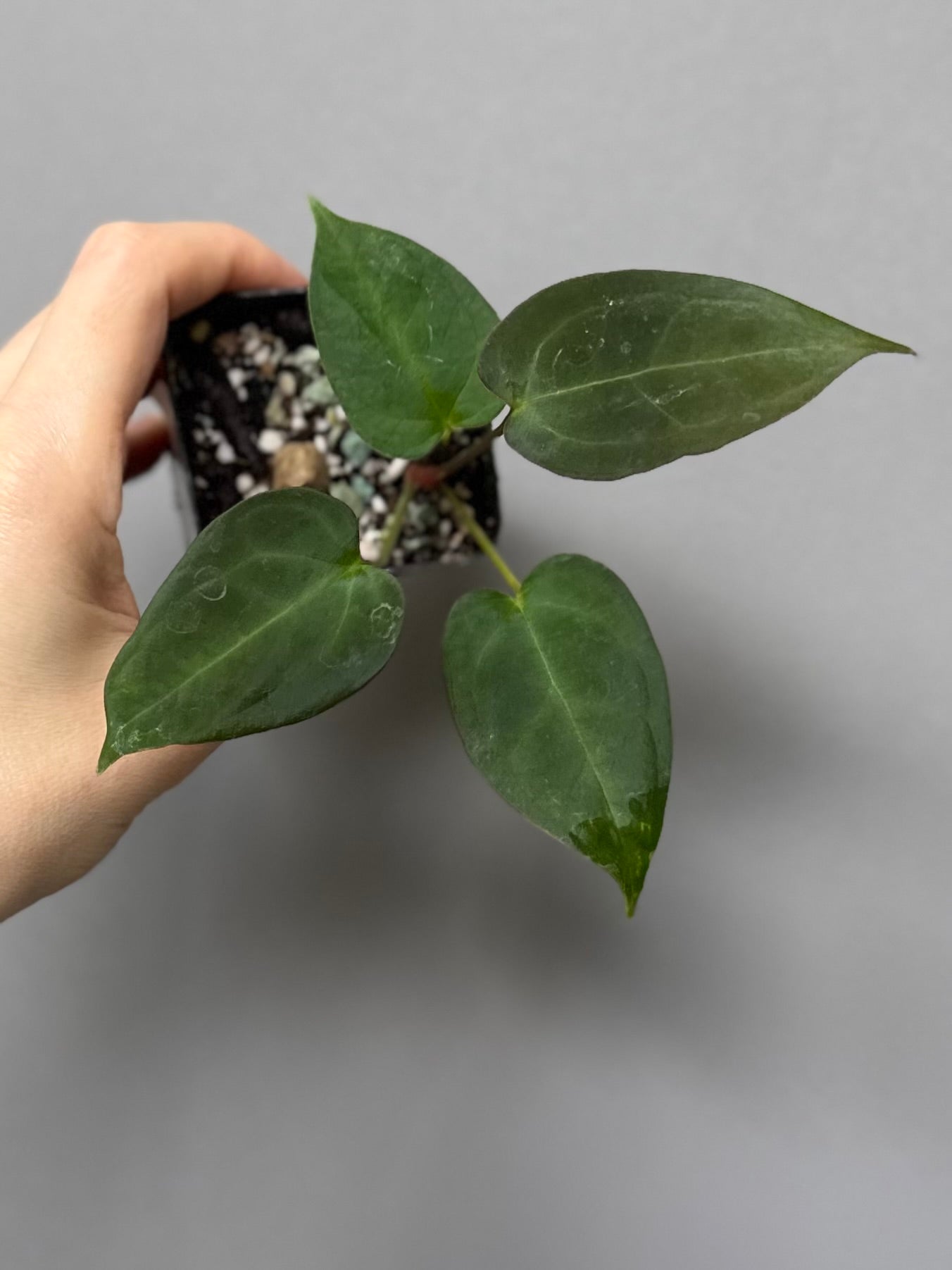 Anthurium (MagCrystal x NoID) x Papillilaminum