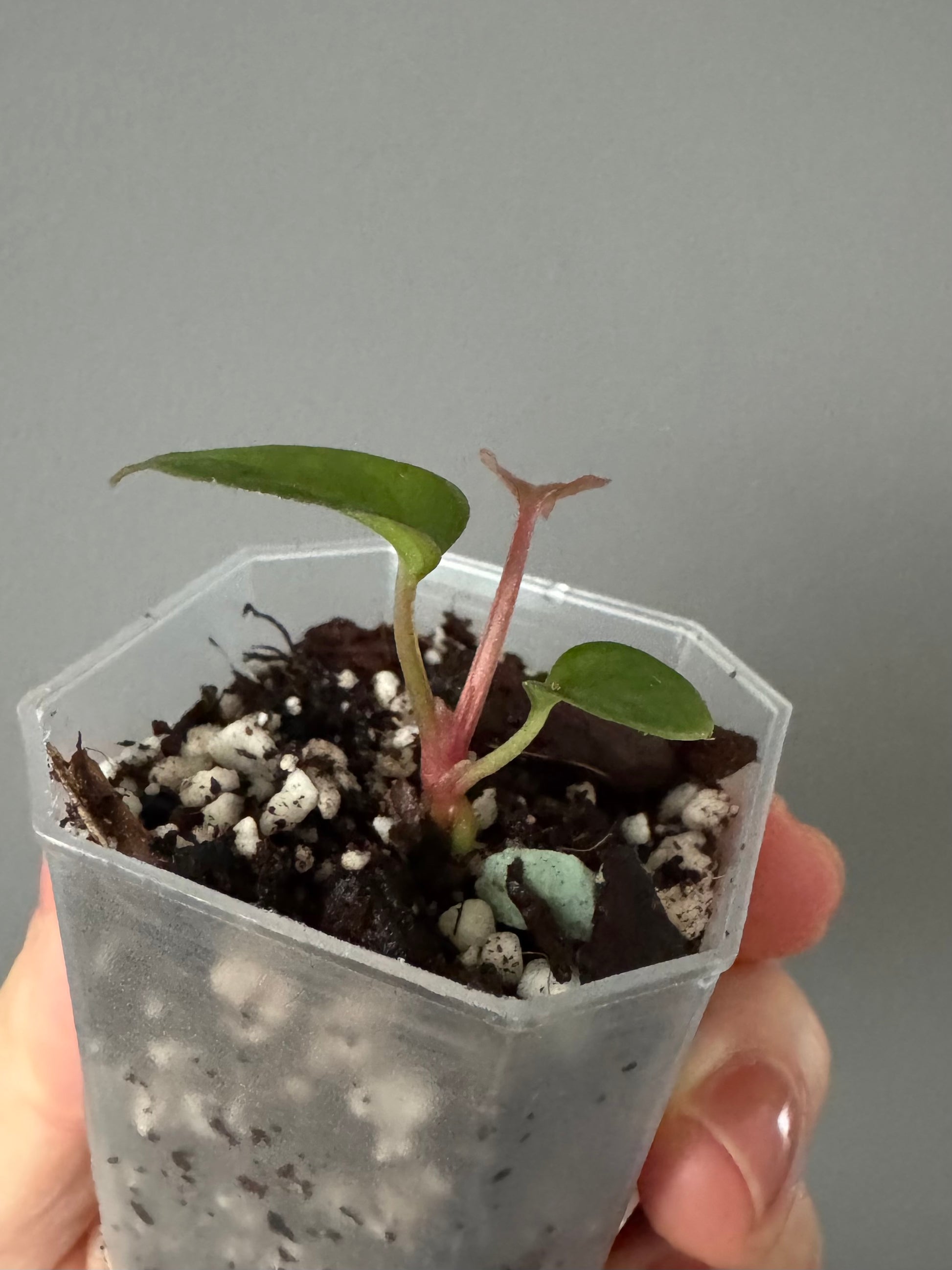 Anthurium BVEP x luxurians (Scott)