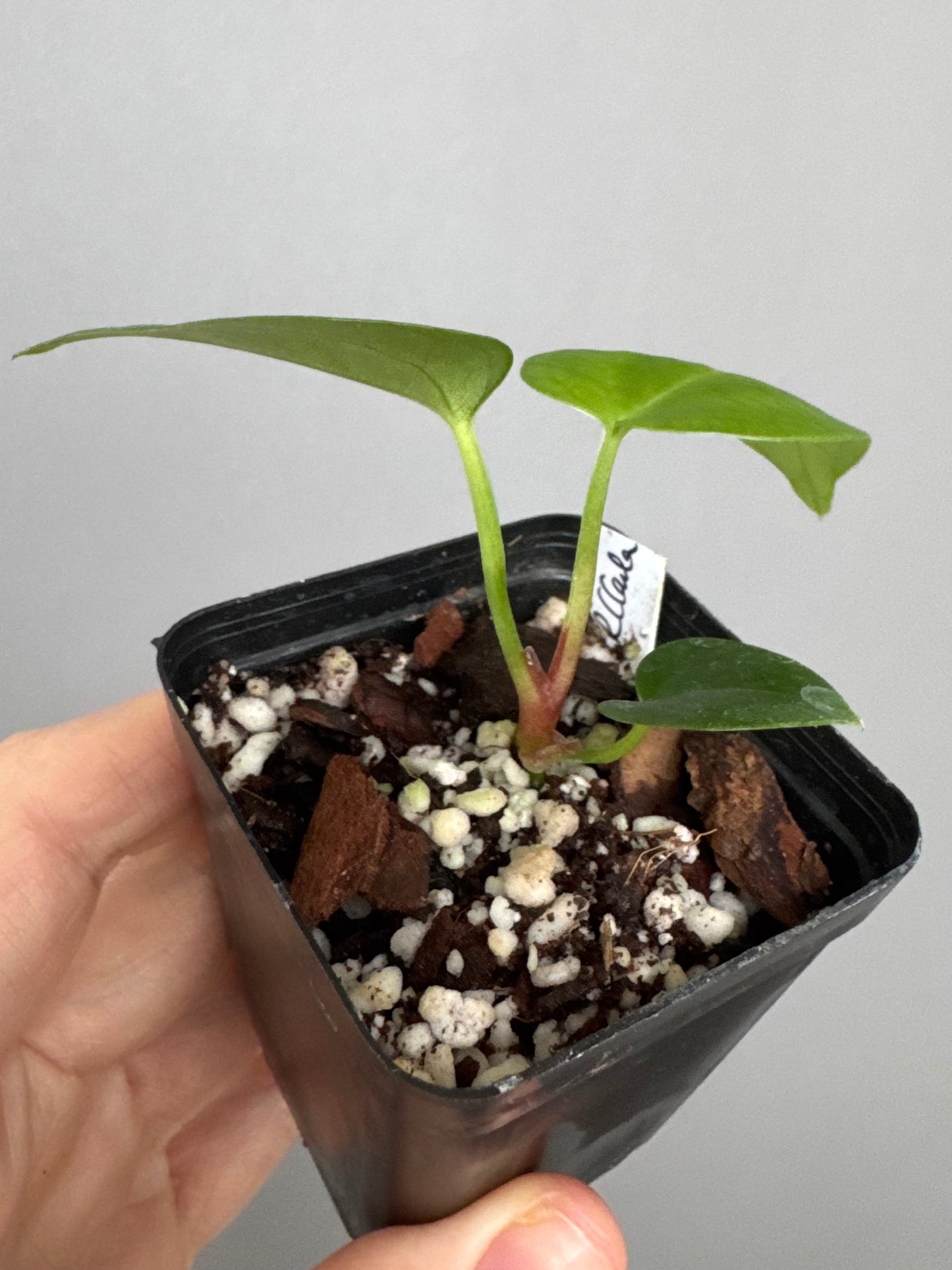 Anthurium (PapillilaminumX x (KOS x Silver Blush)) X (NSE Red Crystallinum x carlablackiae)