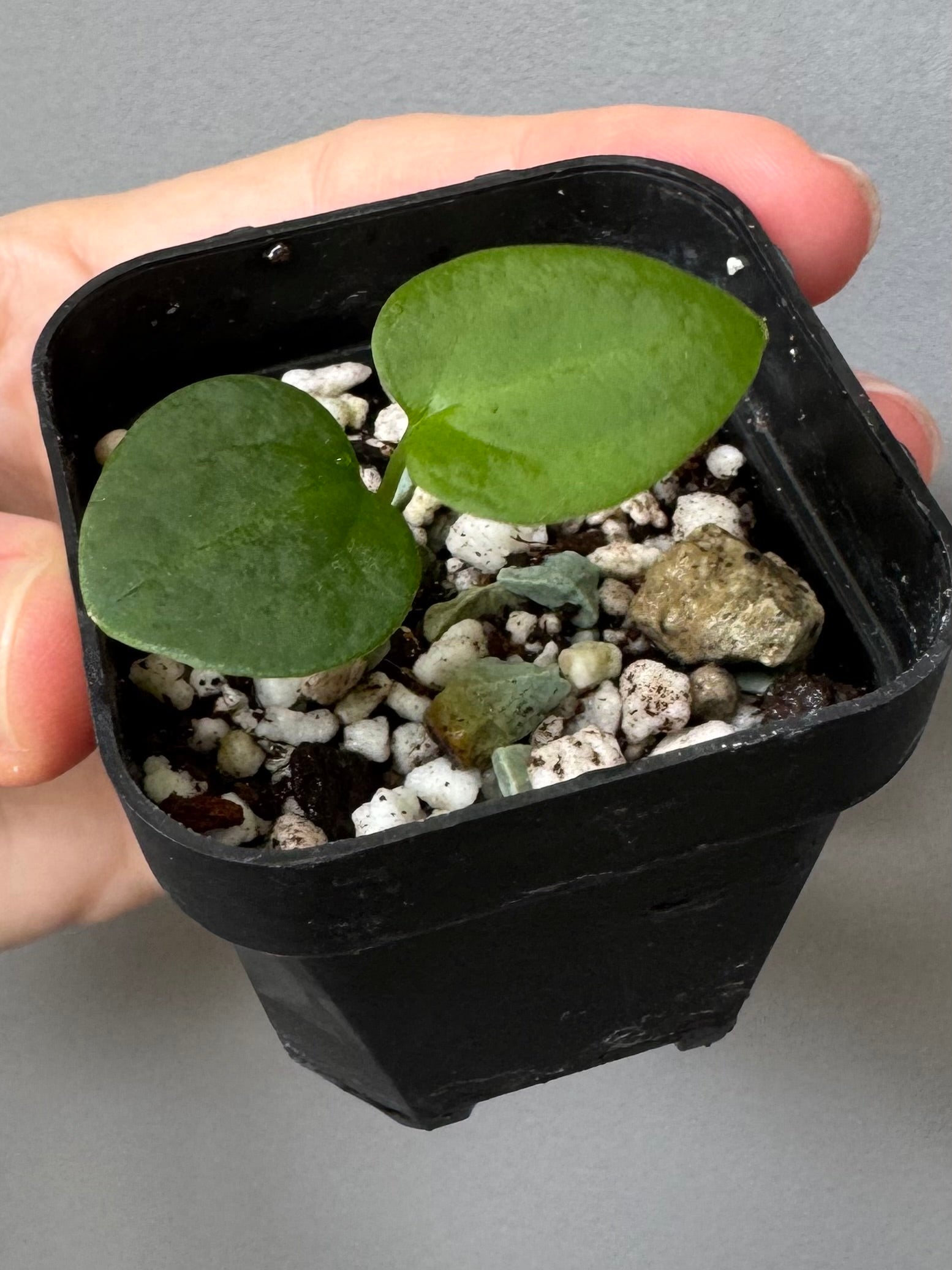 Anthurium ((RLxFS x Carla) x RVDP) xself