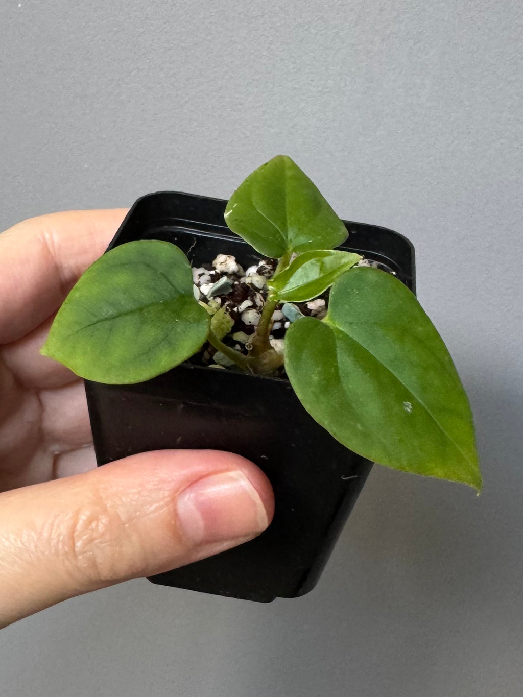 Anthurium Antolakii/ BVEP (Round x Felix) X Felix (Justin Jones / createdinagarden)