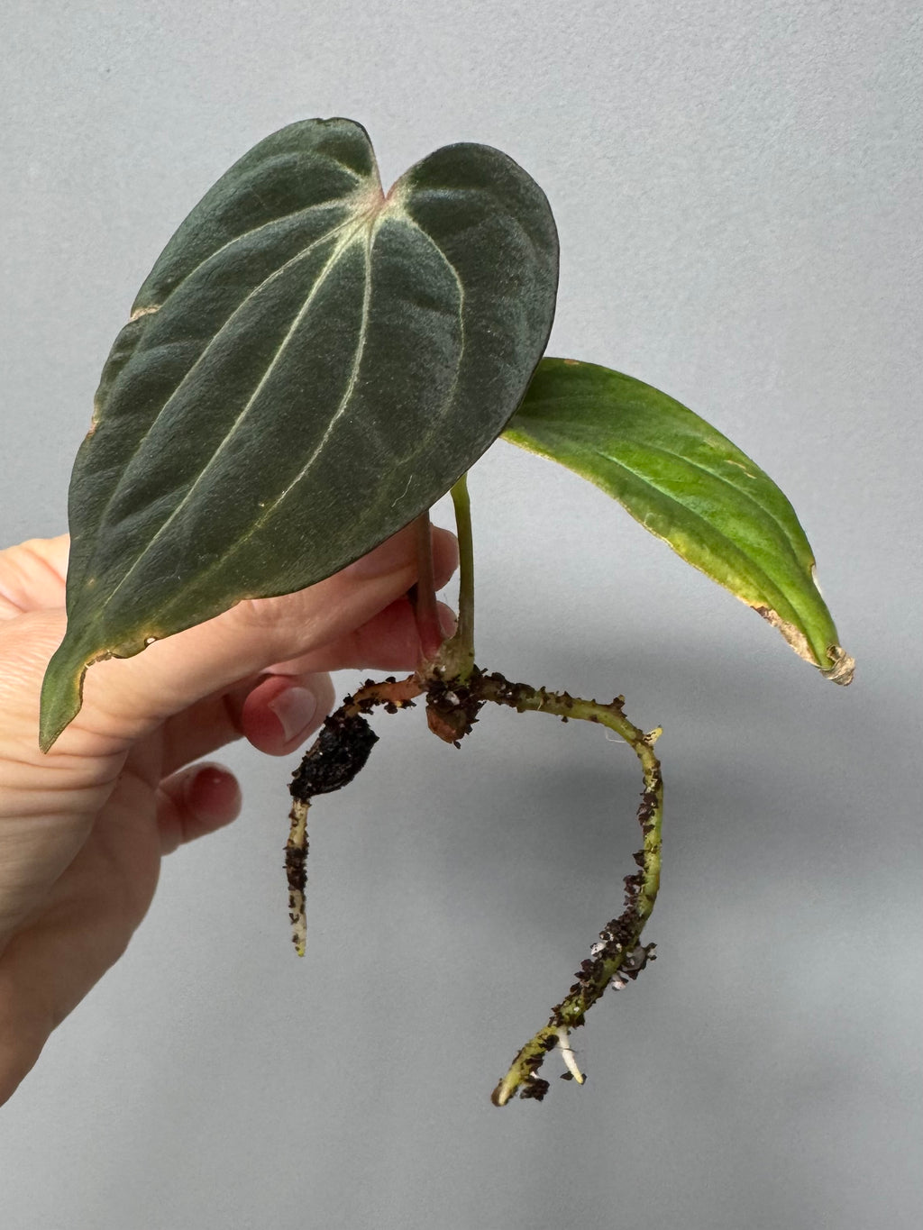 Anthurium ((RG Dressleri x Carlablackiae)xBVEP) X Carlablackiae C1