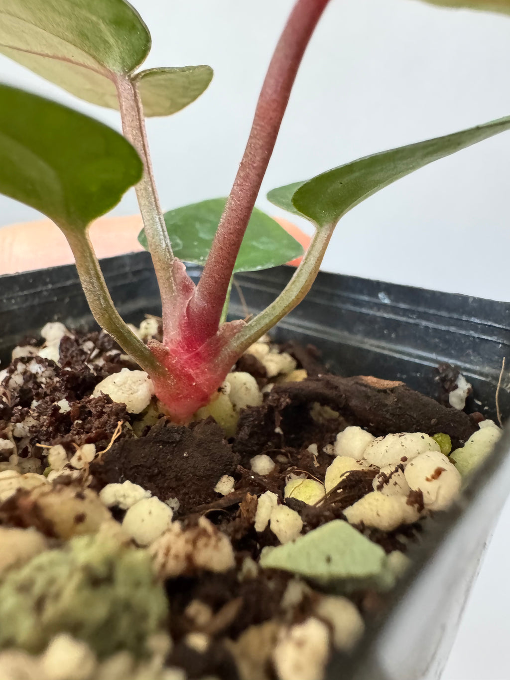 Anthurium (ZxM) x  (NSE Red Crystallinum x Carlablackiae)