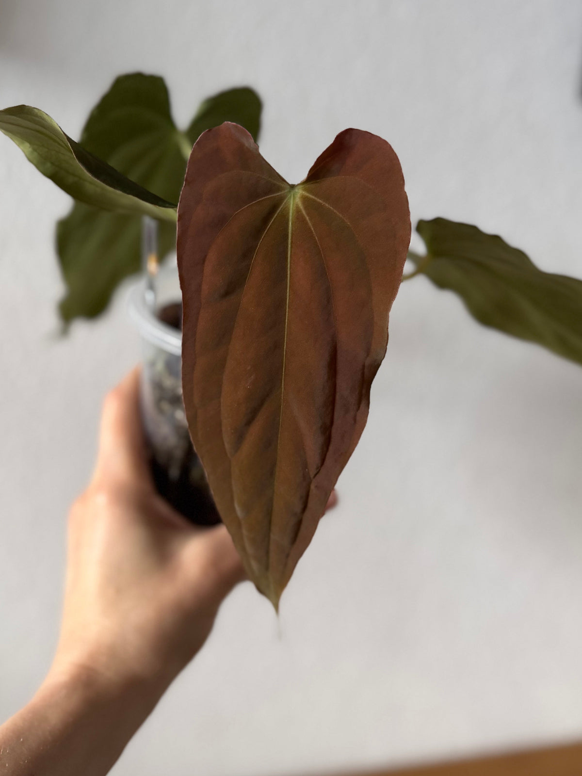Anthurium BVEP ‘Purple Rain’ clone