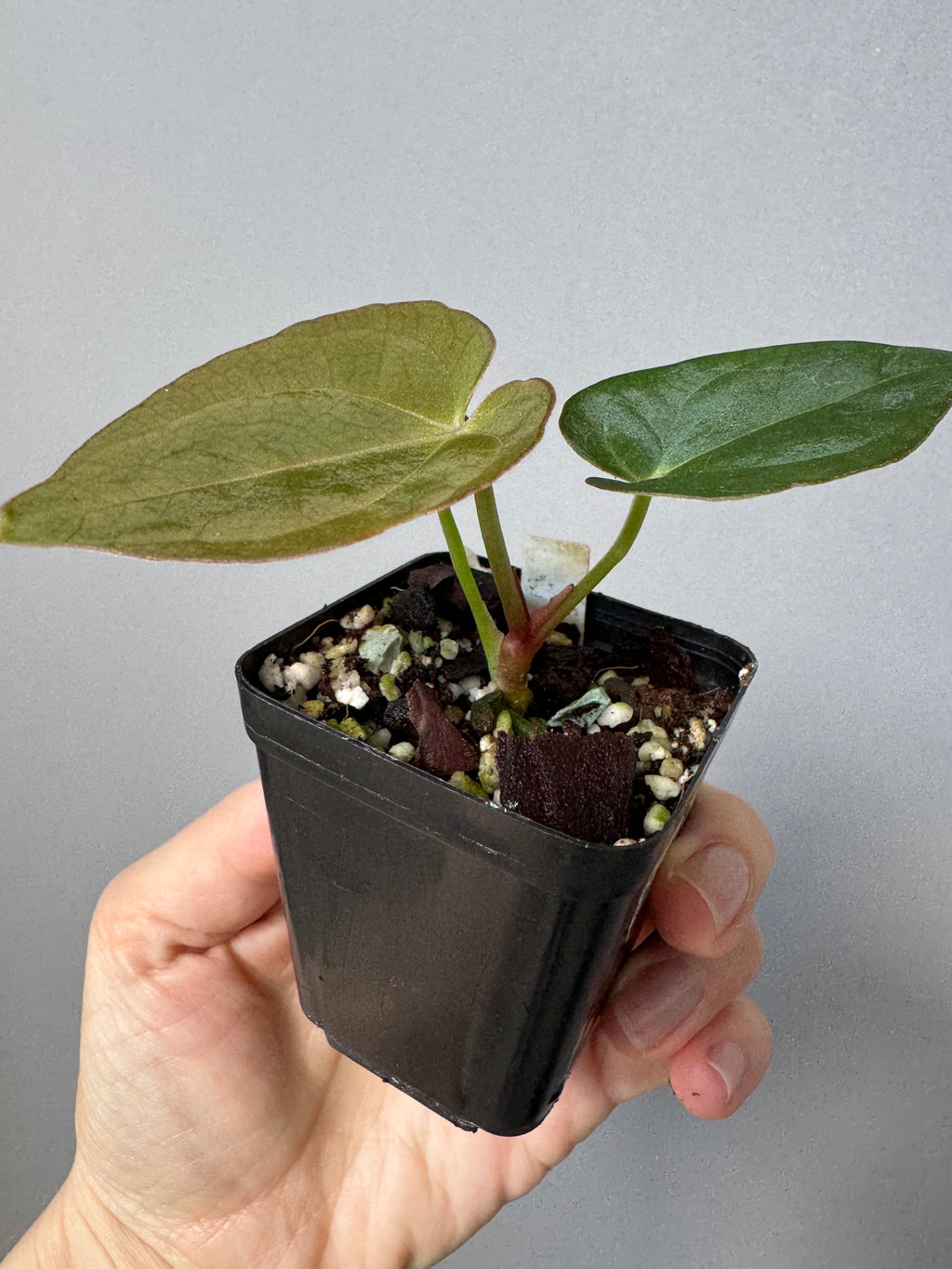 Anthurium Dorayaki x NSE dressleri (Boram / green.hues_)