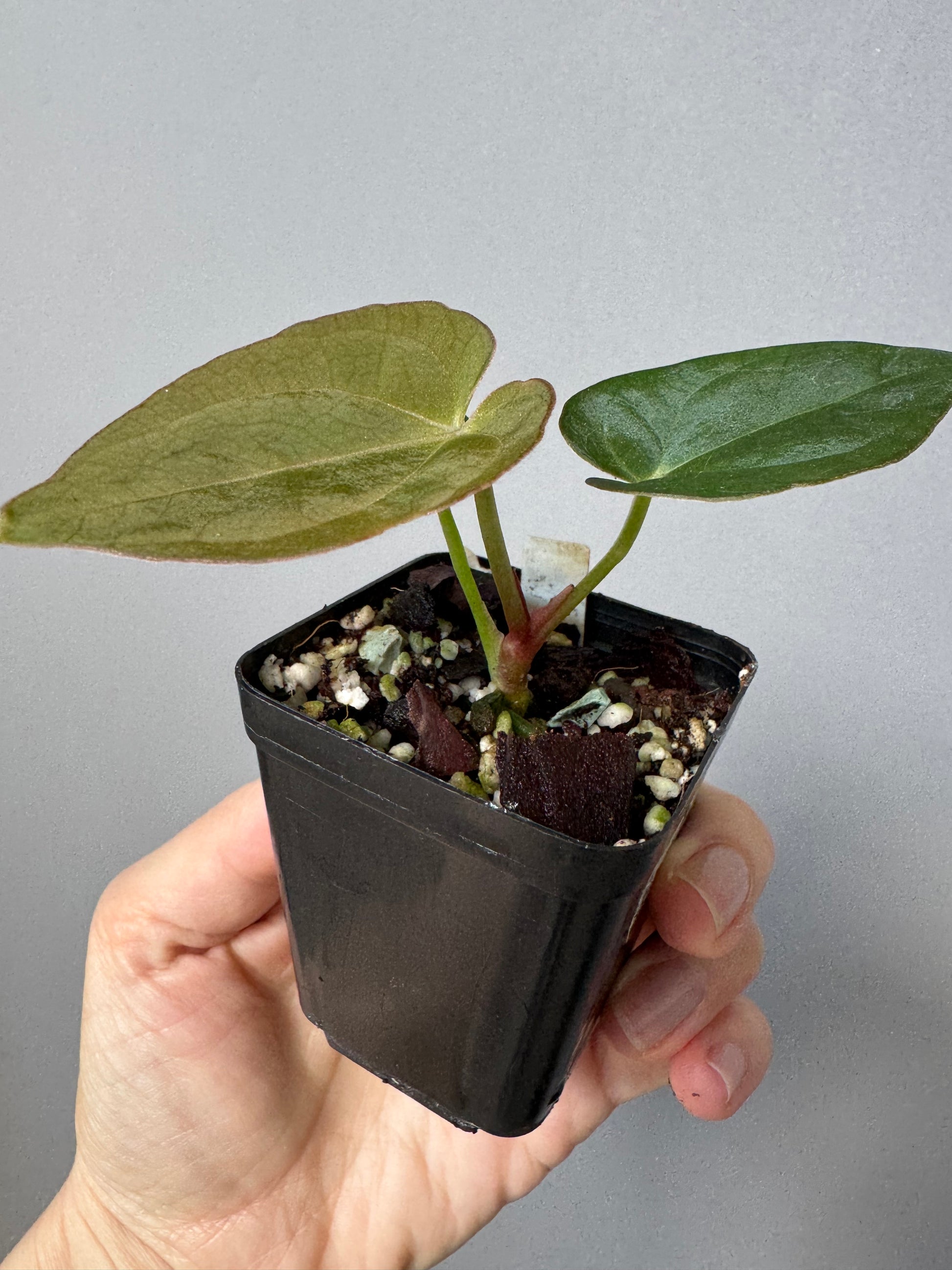 Anthurium Dorayaki x NSE dressleri (Boram / green.hues_)