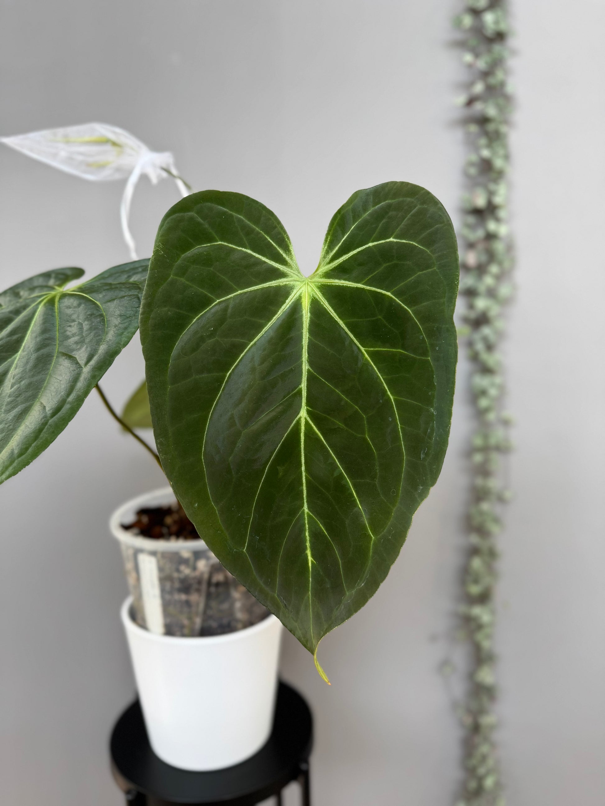 Anthurium (papillilaminum Hybrid x (KOS x Silver Blush)) - one leafer