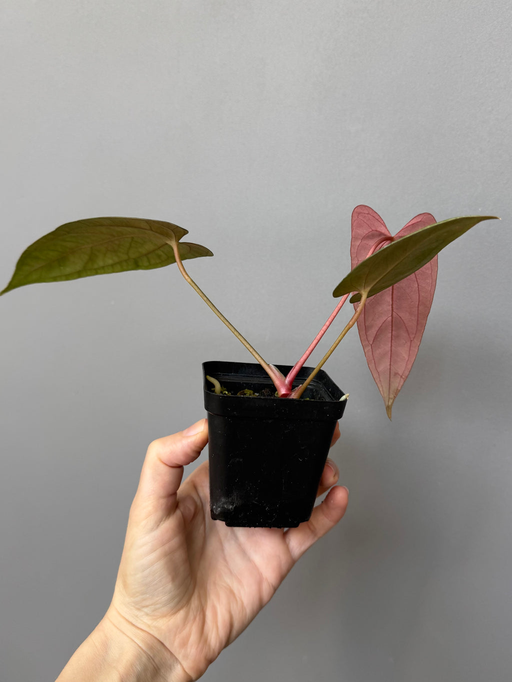 Anthurium Papillilaminum ‘Daniel’ Klon