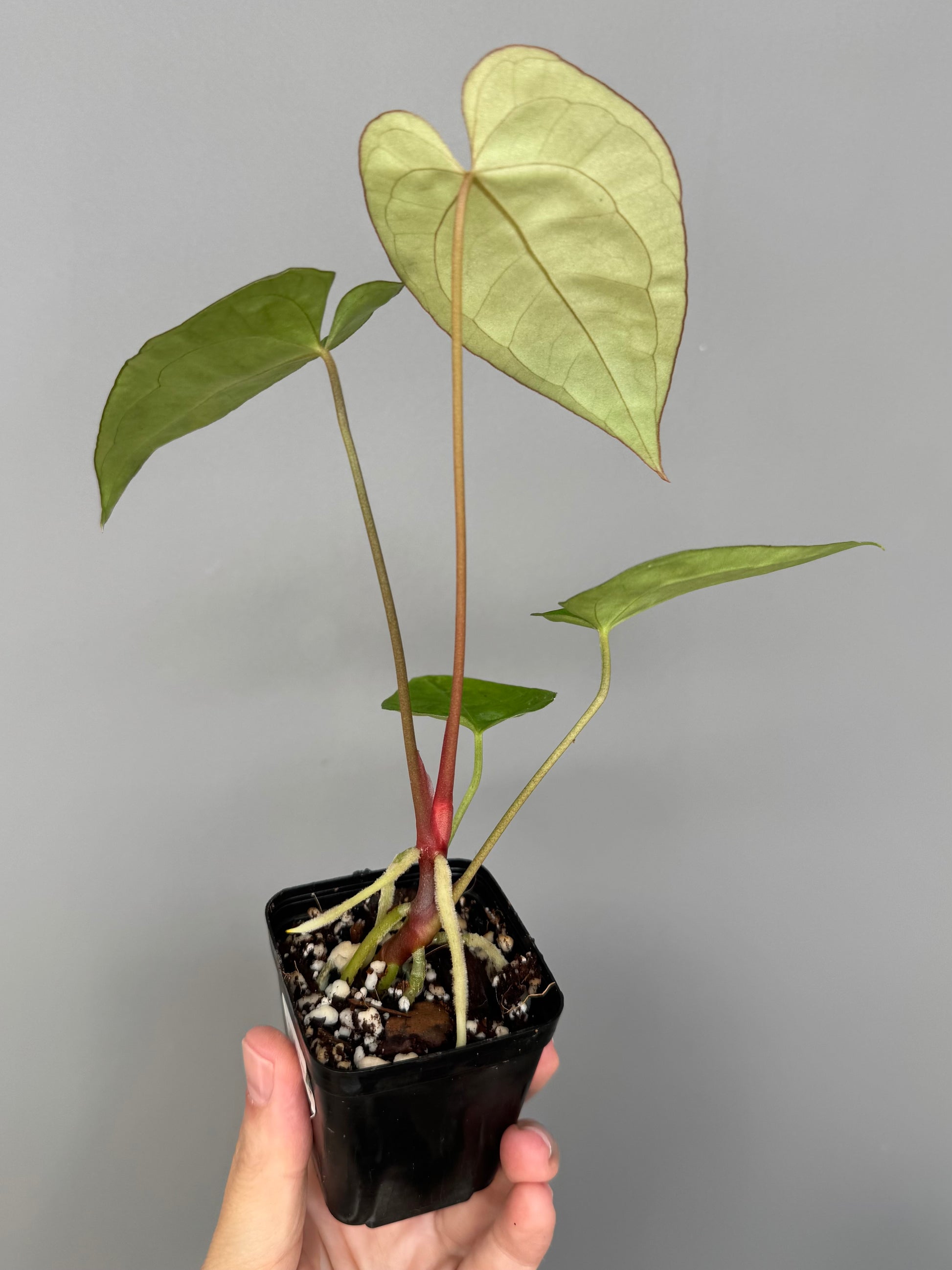 Anthurium crystallinum x papillilaminum - Plant B