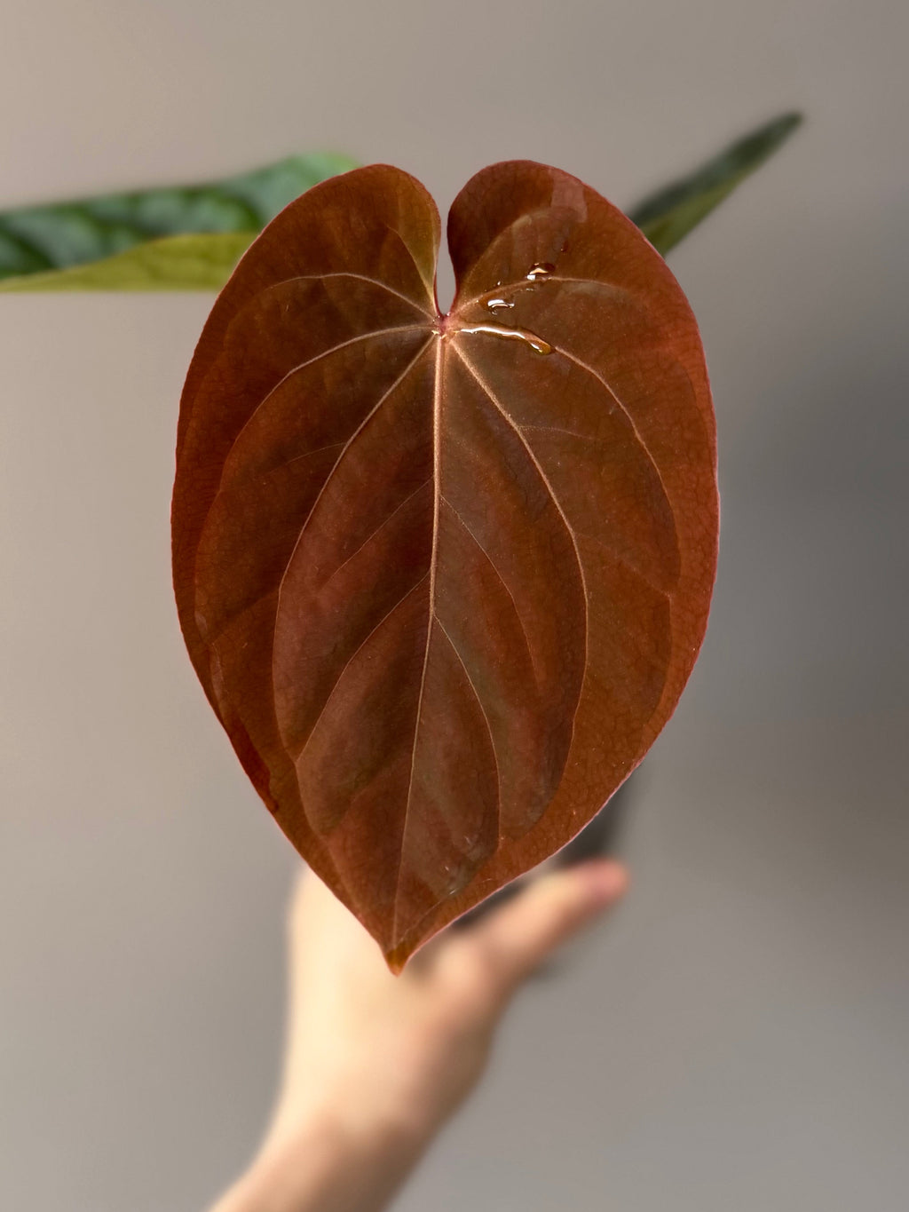 Anthurium BVEP round x RA1 ,P1’ x (Carlablackiae x BVEP) by greenyfeathers