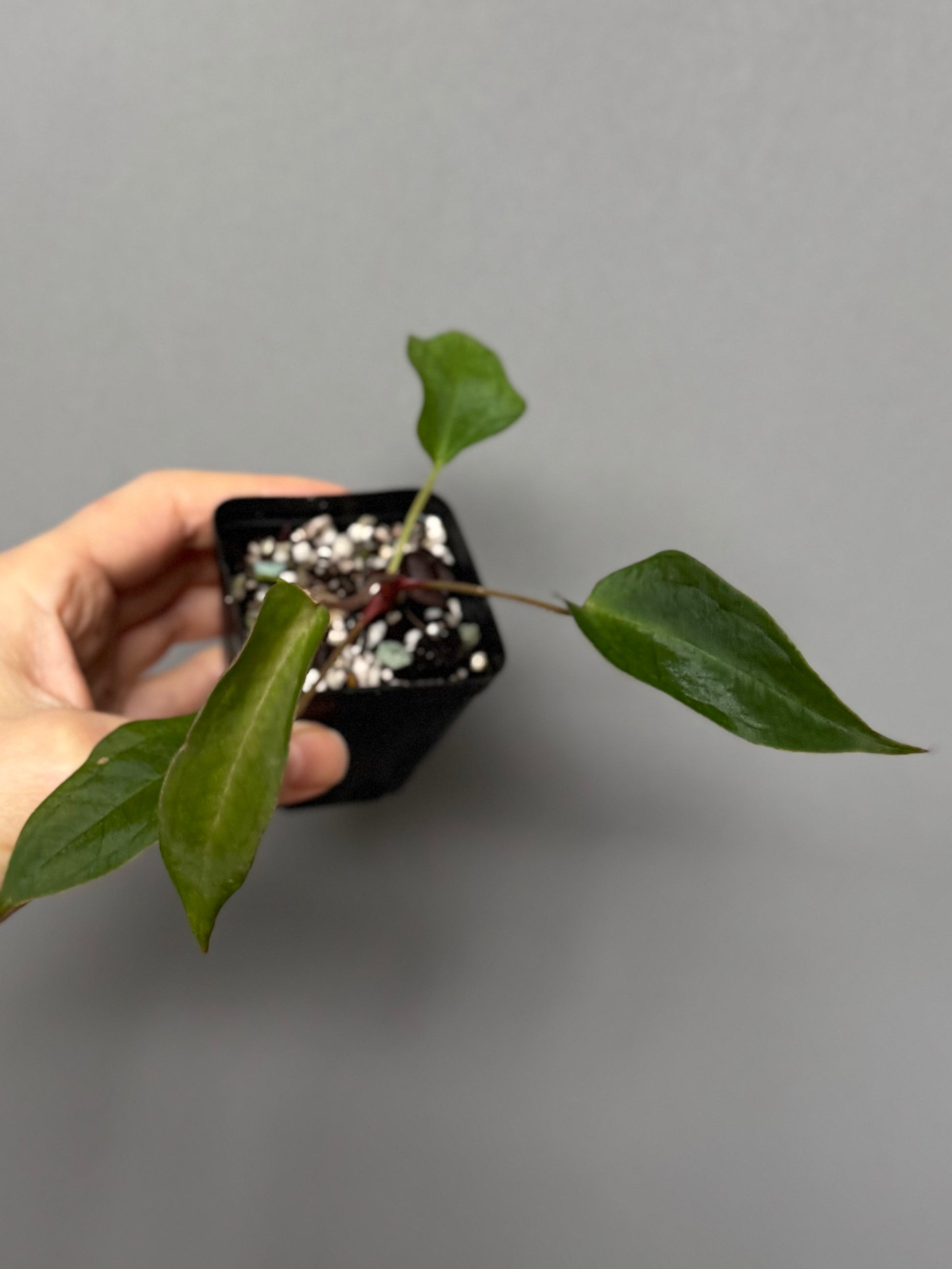 Anthurium (MagCrystal x NoID) x Papillilaminum