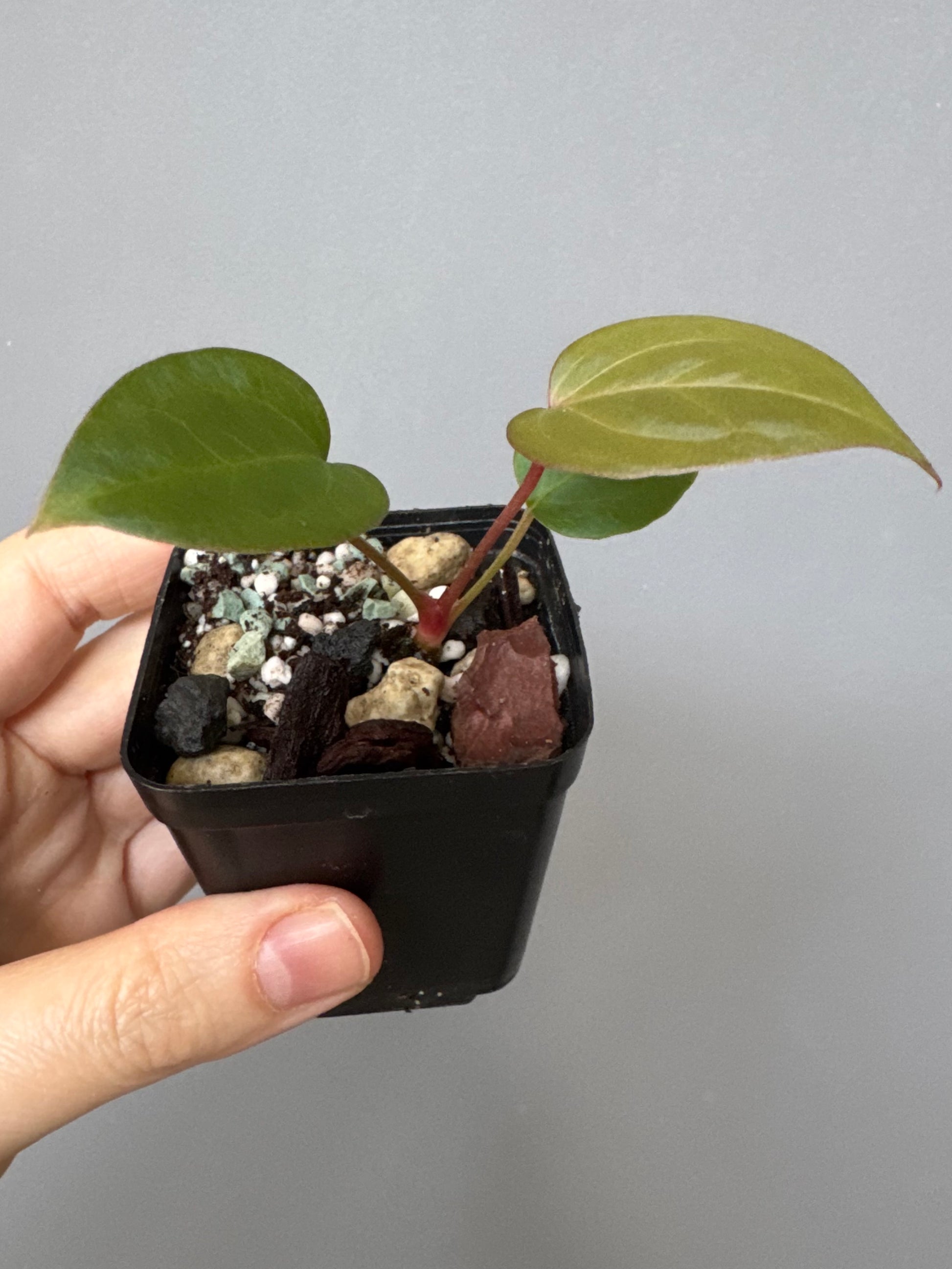 Anthurium CV Carmesim x ZxM