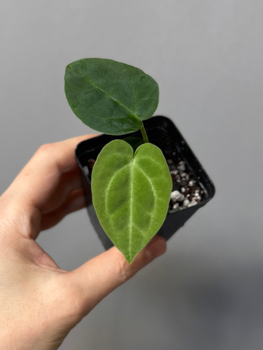 Anthurium forgetii dark form x Carlablackiae