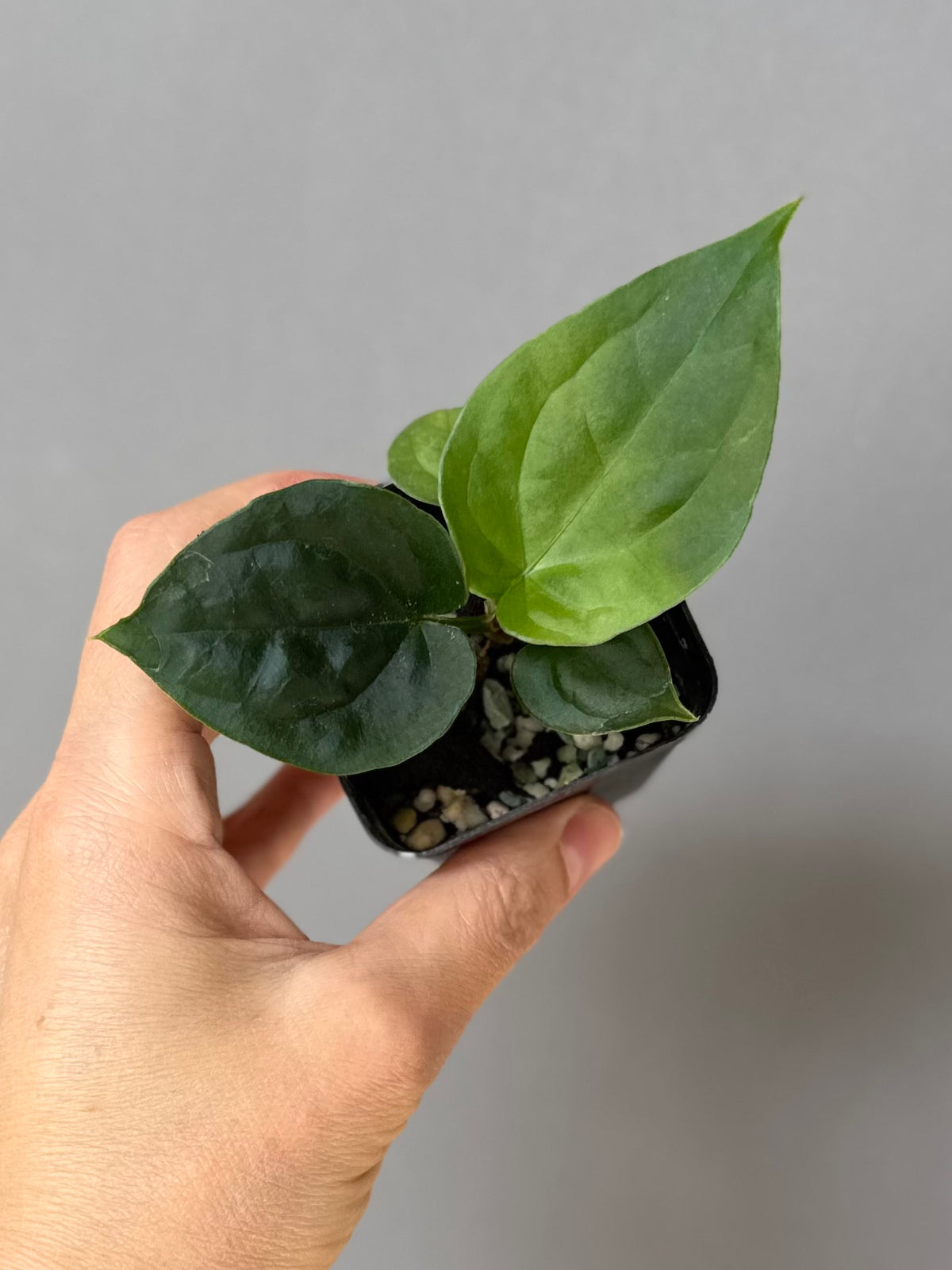 Anthurium (luxurians x forgetii) x besseae aff. (#1)