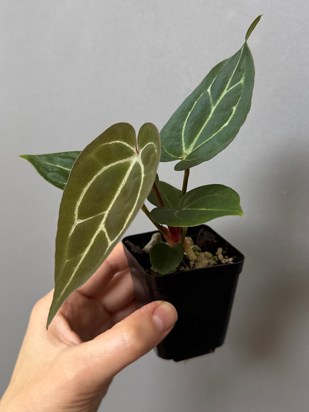 Anthurium crystallinum x (NSE Red Crystallinum x Carlablackiae)