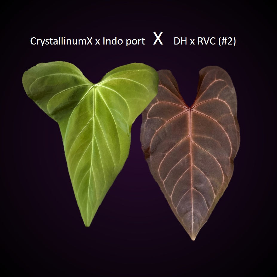 Anthurium (CrystallimumX x Indo portillae) x (D&H x RVC) - Seedlinge mit zwei Blättern