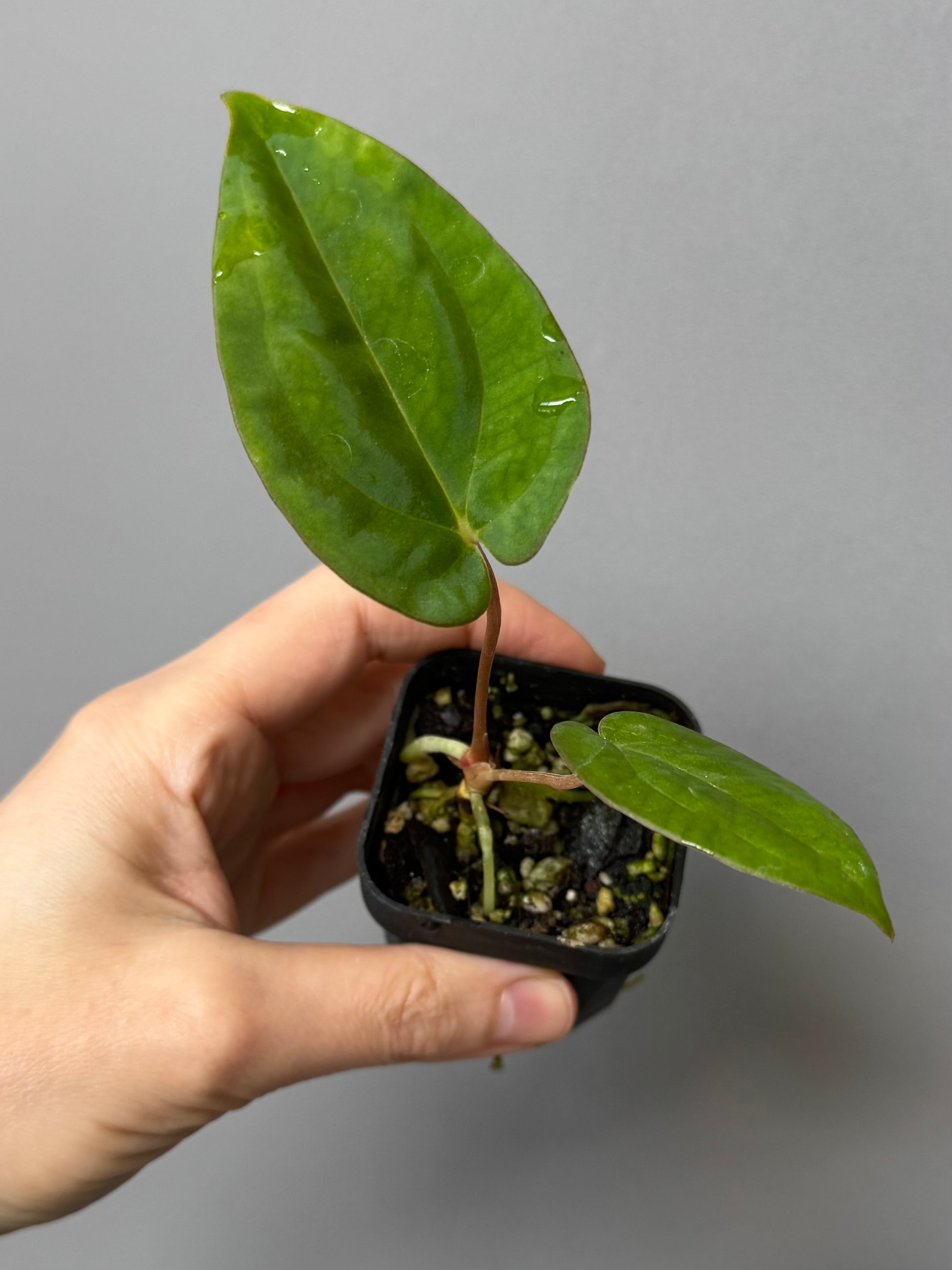 Anthurium papillilaminum x papillilaminum