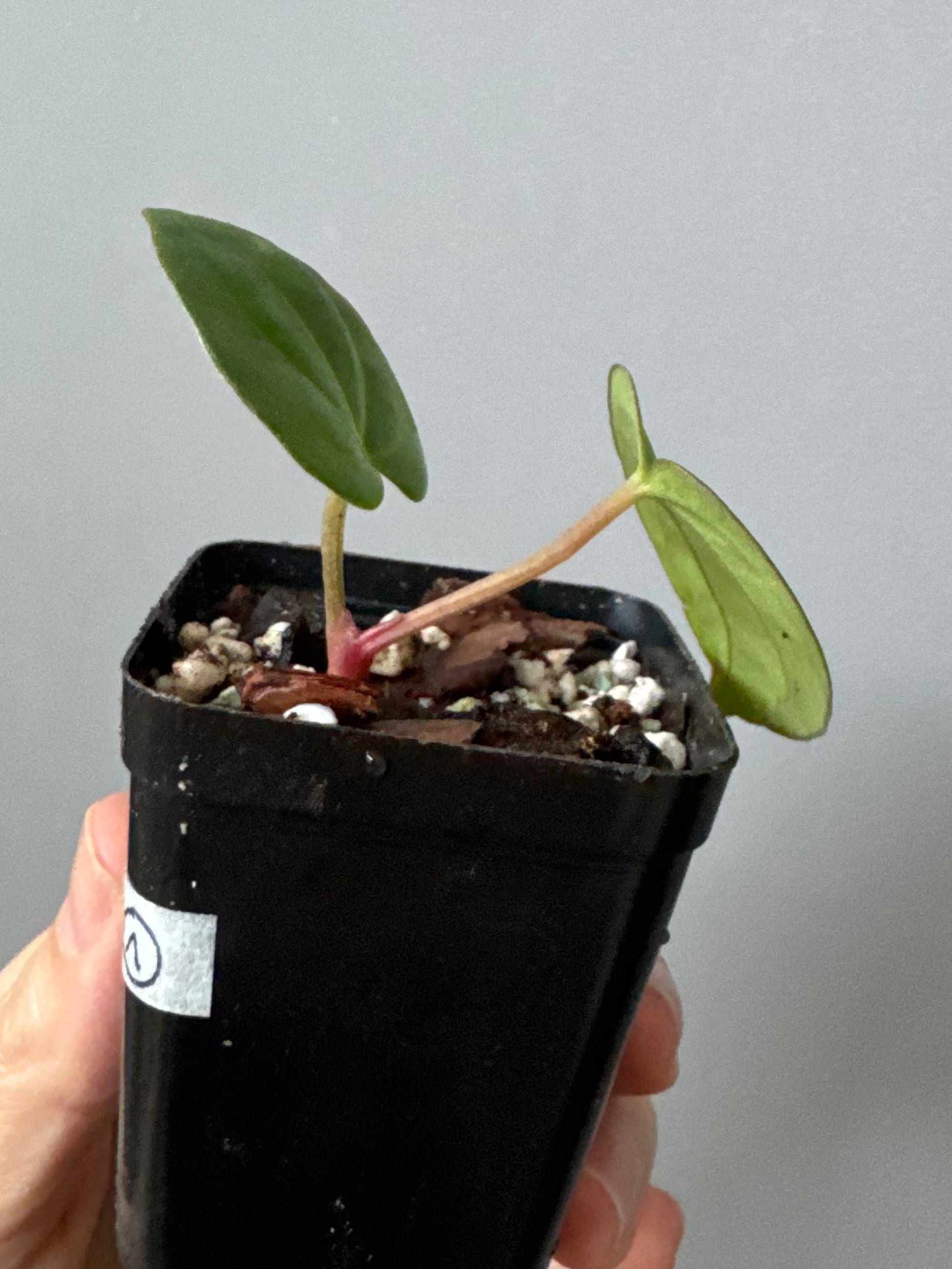 Anthurium carlablackiae RA13 x BVEP OG1 (#1) - cutting