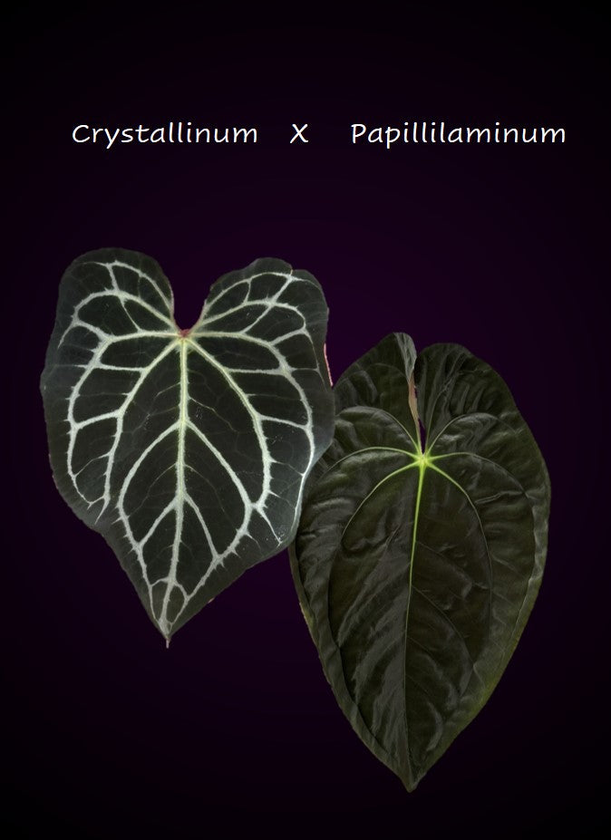 Anthurium crystallinum x papillilaminum
